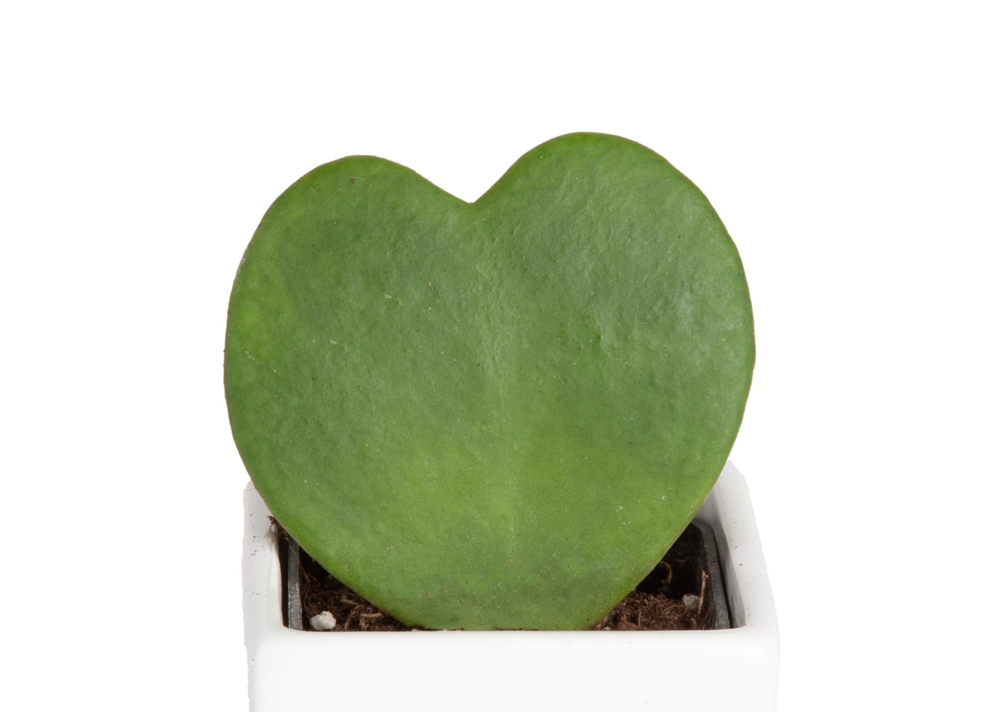 Costa Farms T-HOY-P-LVB-01-LW Cacti-Succulents - View #3