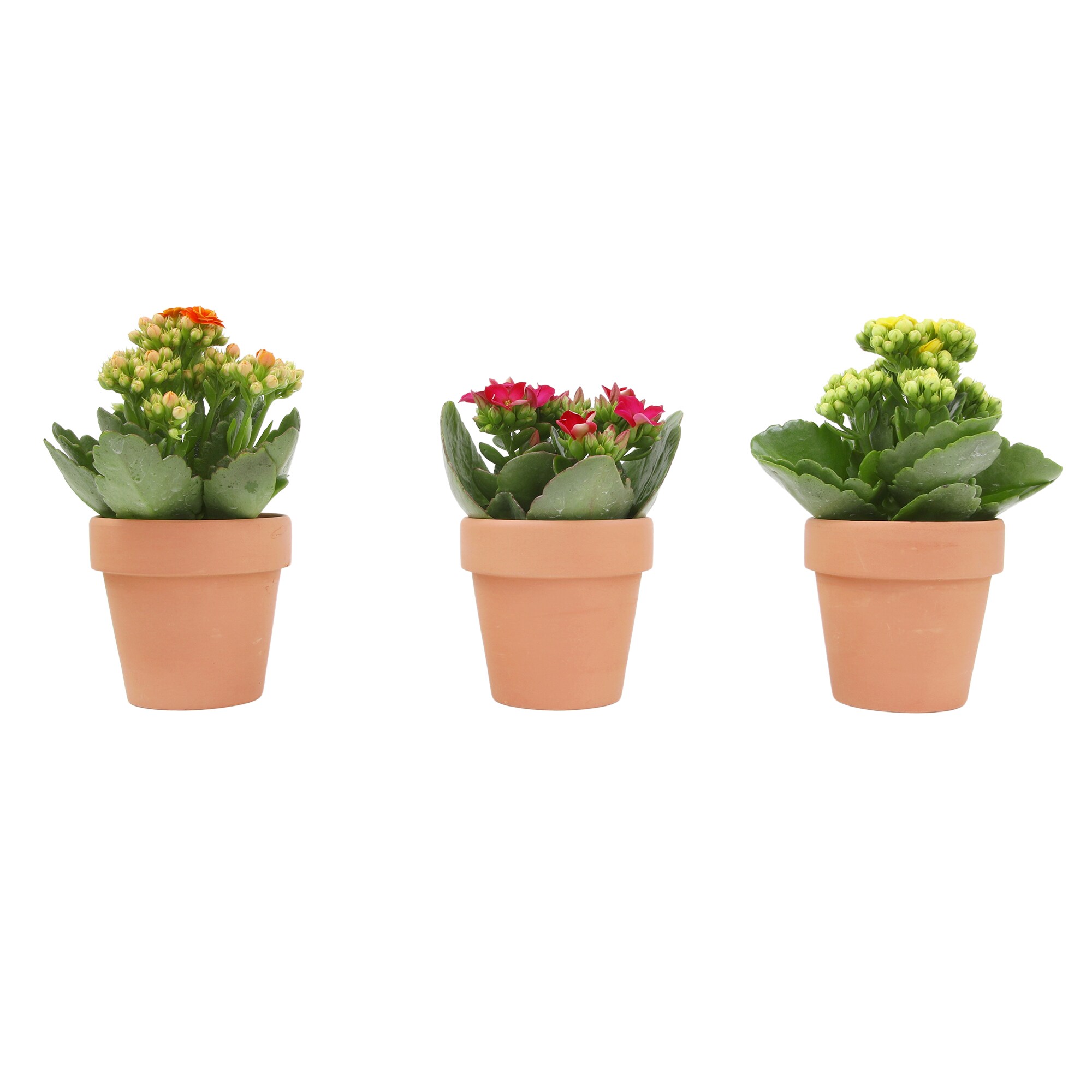 Altman Plants 0872860 Cacti-Succulents - View #7