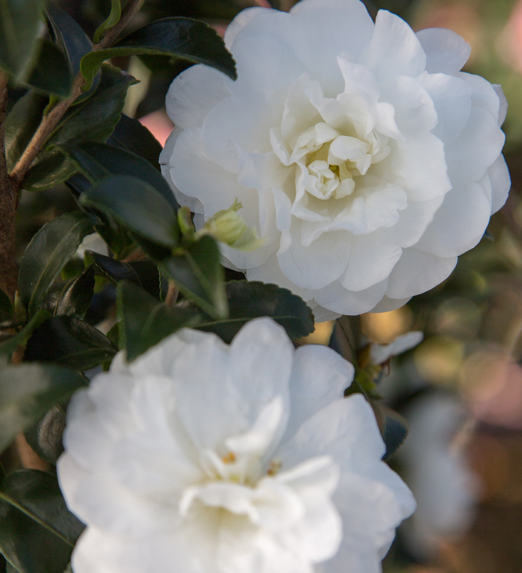 October Magic® Ivory™ Camellia Shrubs at Lowes.com