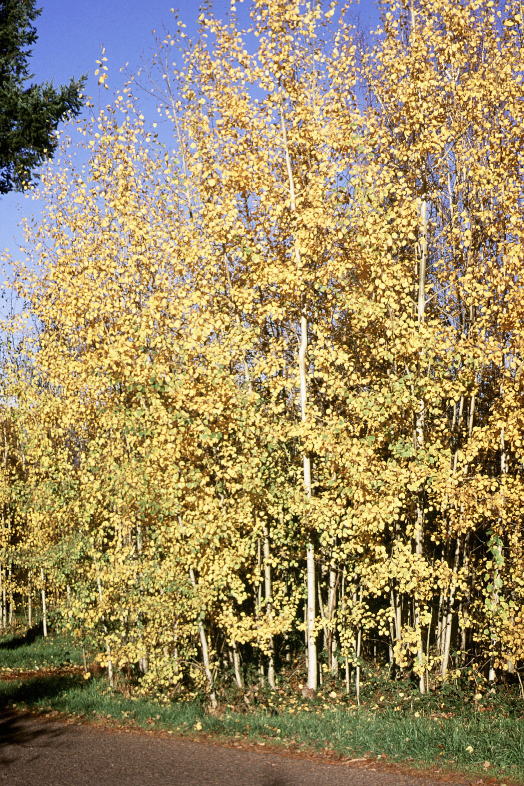  NURSERY trees - View #2