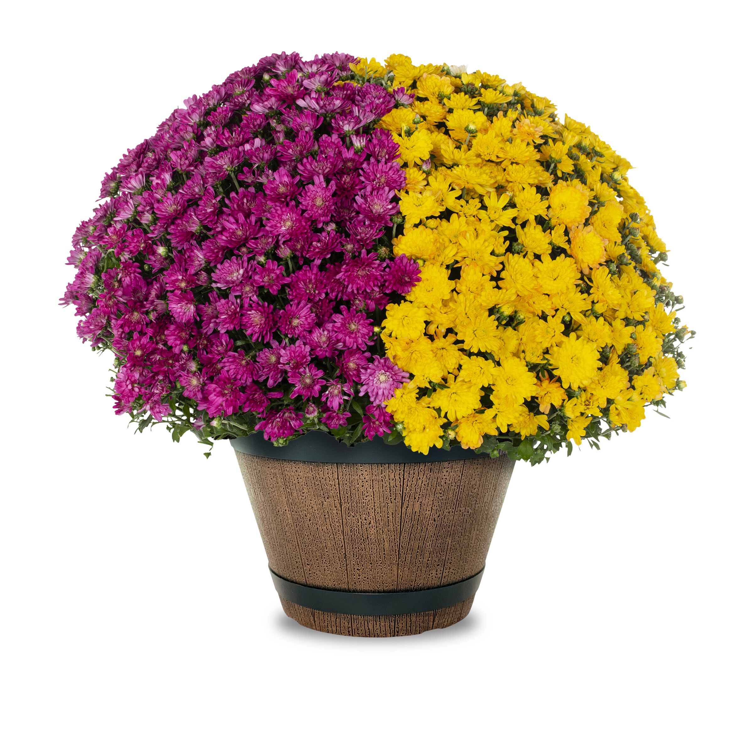 Lowe's 769009 Multicolor Mum in 1.15 Gallon(s) Planter 1 -Pack