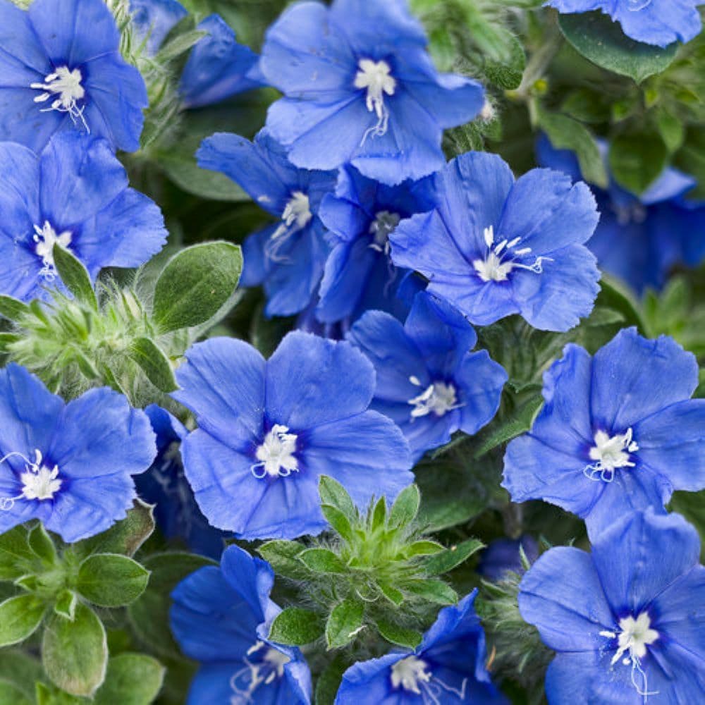 Lowe's NURSERY Blue Evolvulus in 1.56 Pint Pot