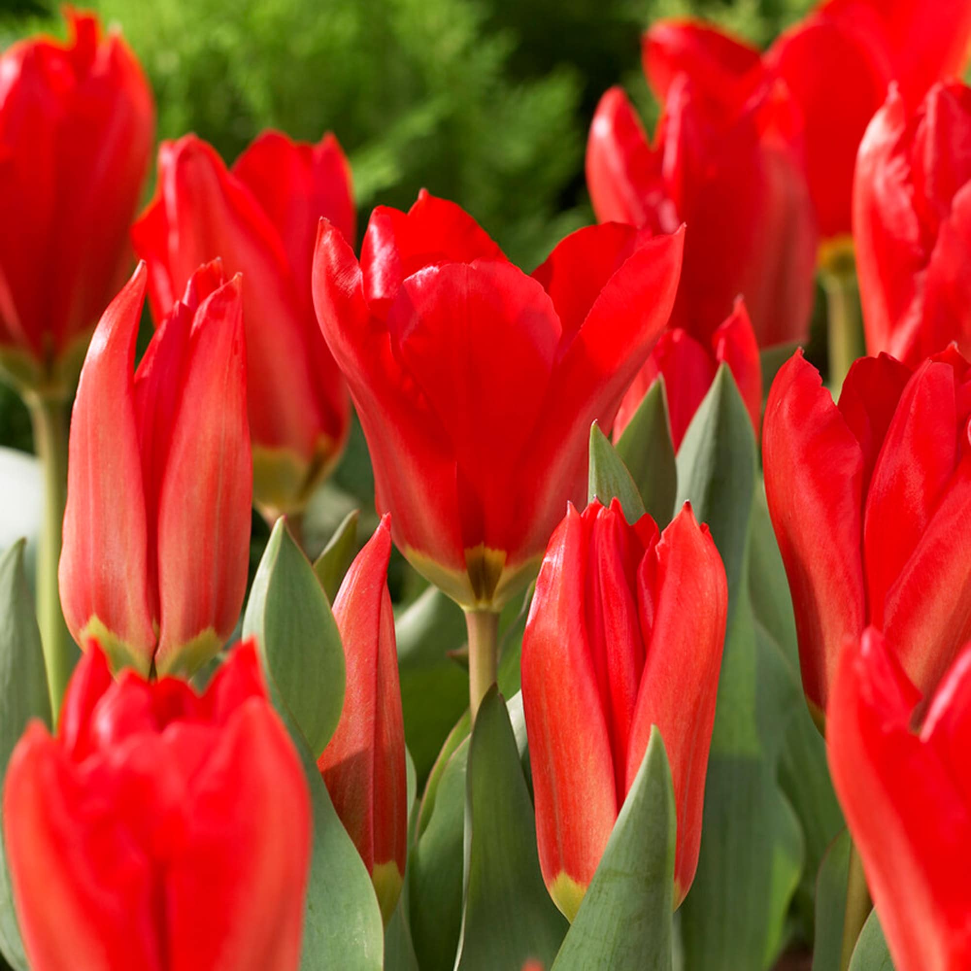 Garden State Bulb ECF-49-25-01 Red Red Emperor Fosteriana Tulip Bulbs 25 Count