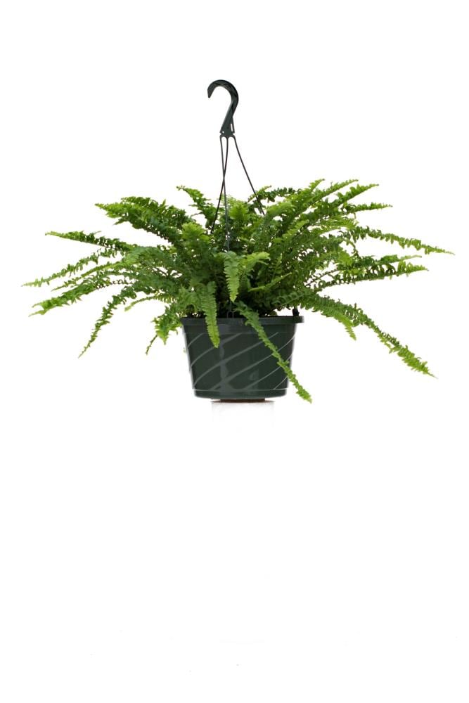 Lowe's NURSERY Fern Plant in -Quart Hanging basket