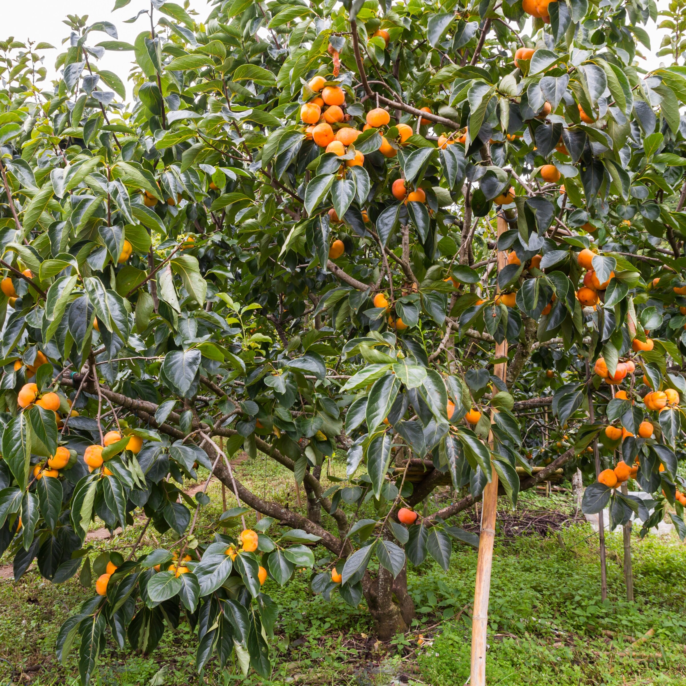 Lowe's Fuyu Persimmon Tree (Diospyros kaki 'Fuyu') - Medium Growth Rate,  Full Sun, Fruit-Bearing, Ornamental Tree in the Fruit Plants department at