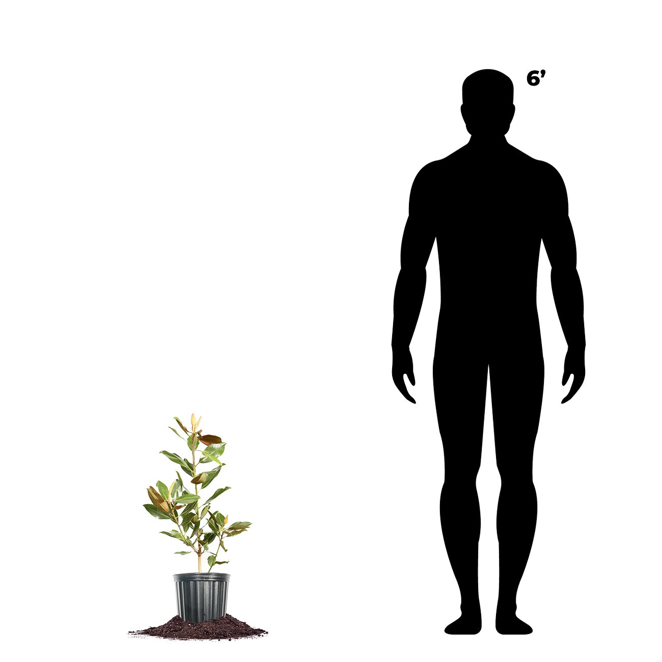 Perfect Plants LOLITTLEGEM1G trees - View #4