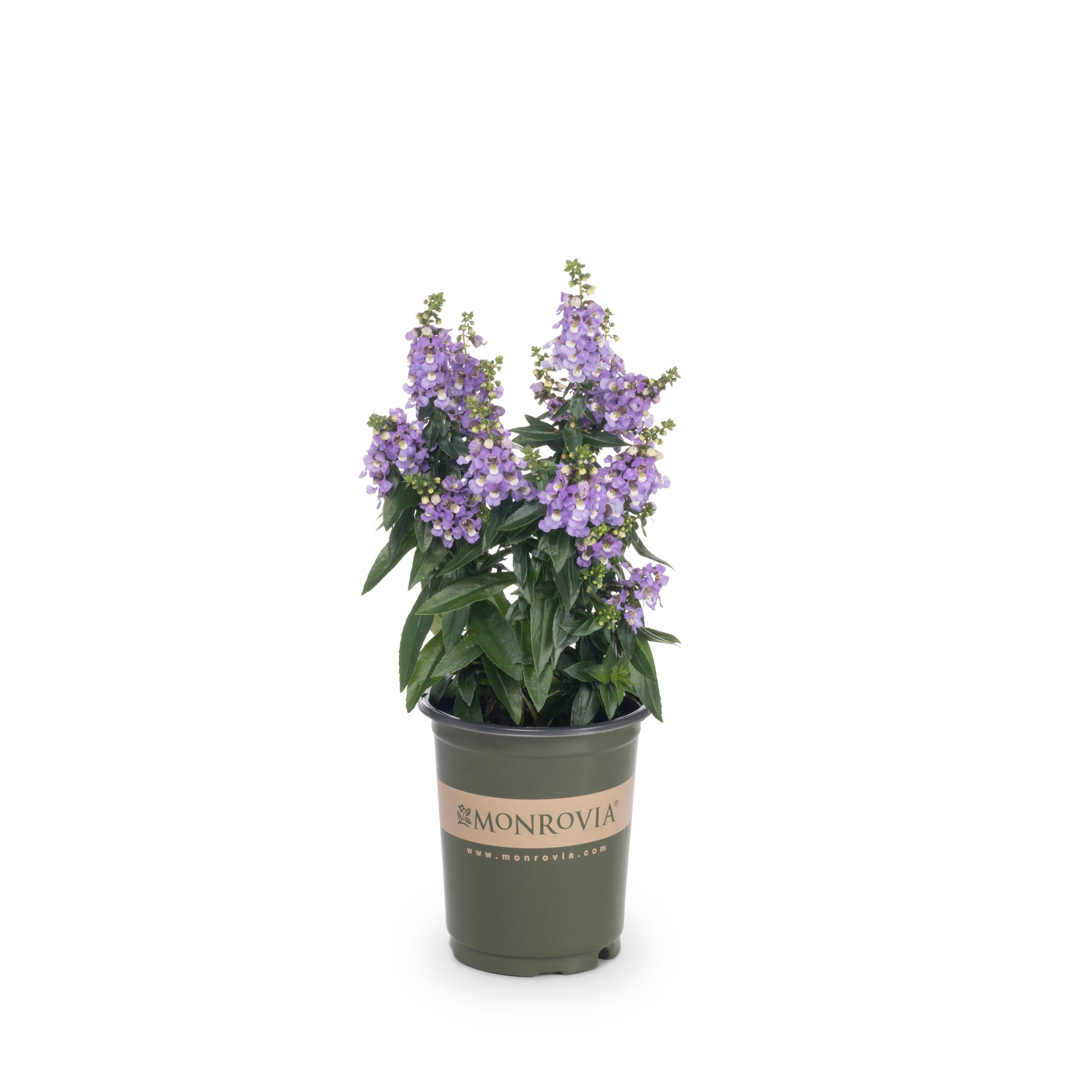 Monrovia 221635 annuals - View #3