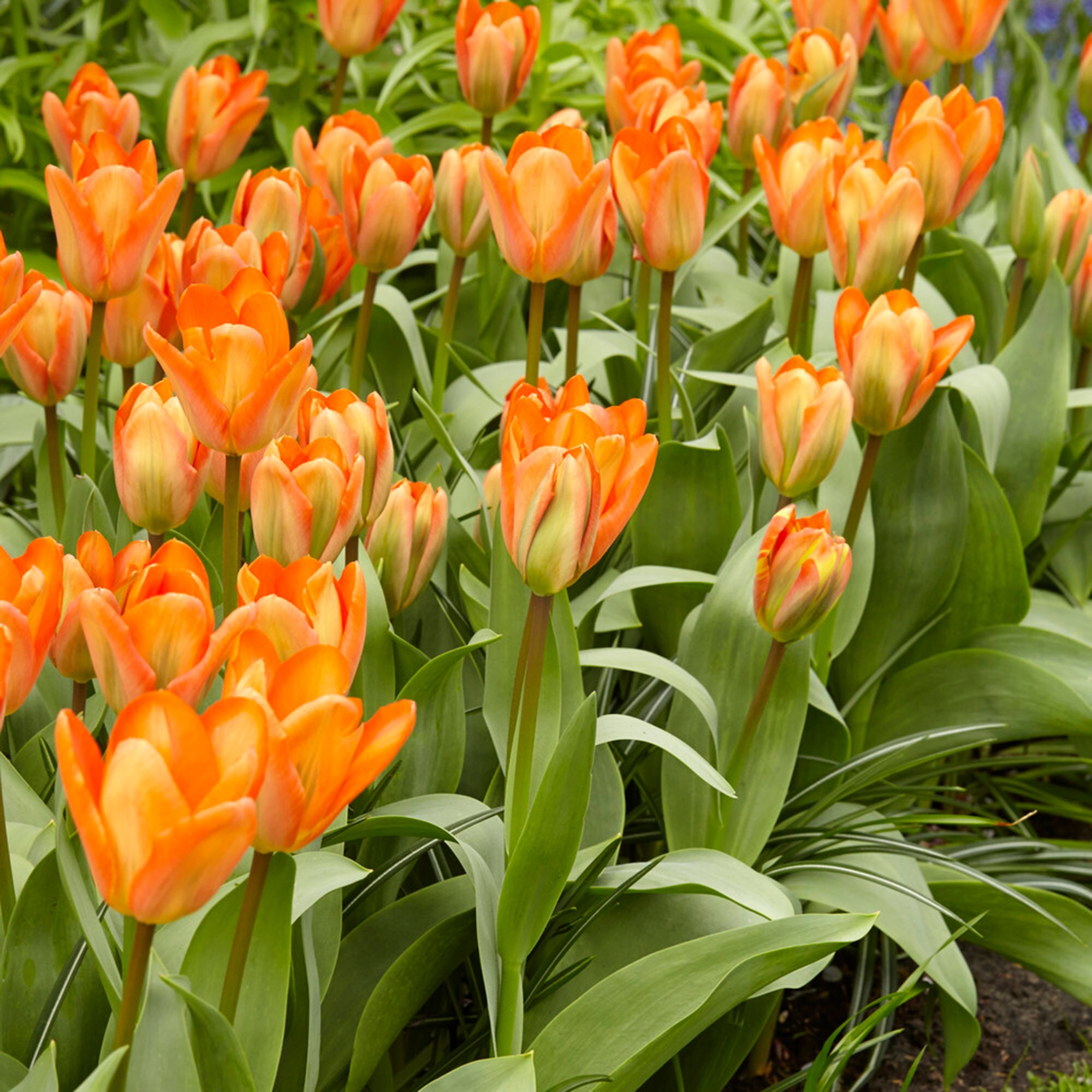 Garden State Bulb ECF-68-50-02 Plant-Bulbs - View #6