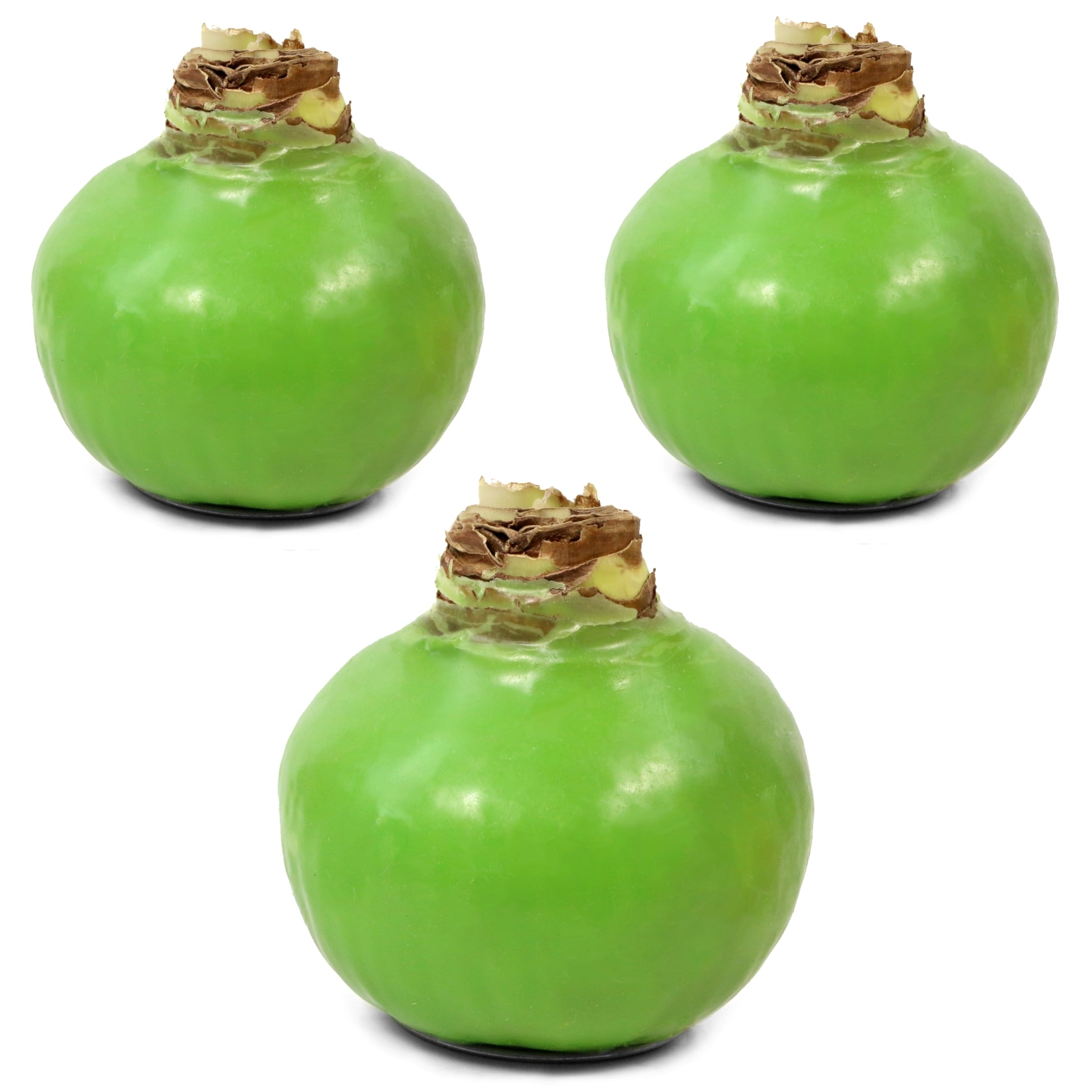 National Plant Network LW1629 Green Spring Green Wax-Coated Apple Blossom Amaryllis Bulbs 5 Inch(es)