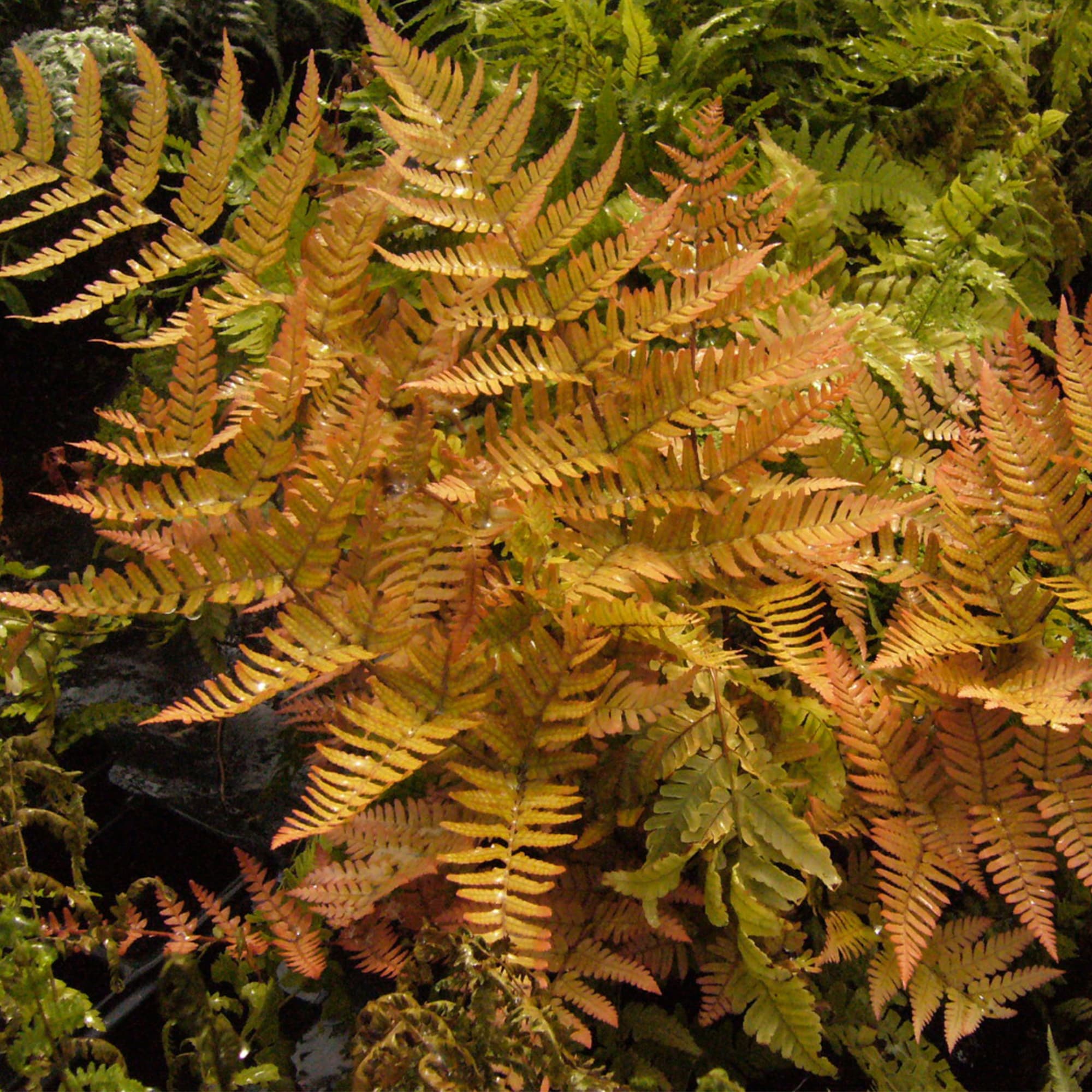 Perfect Plants LOAUTUMNFERN1G perennials - View #8