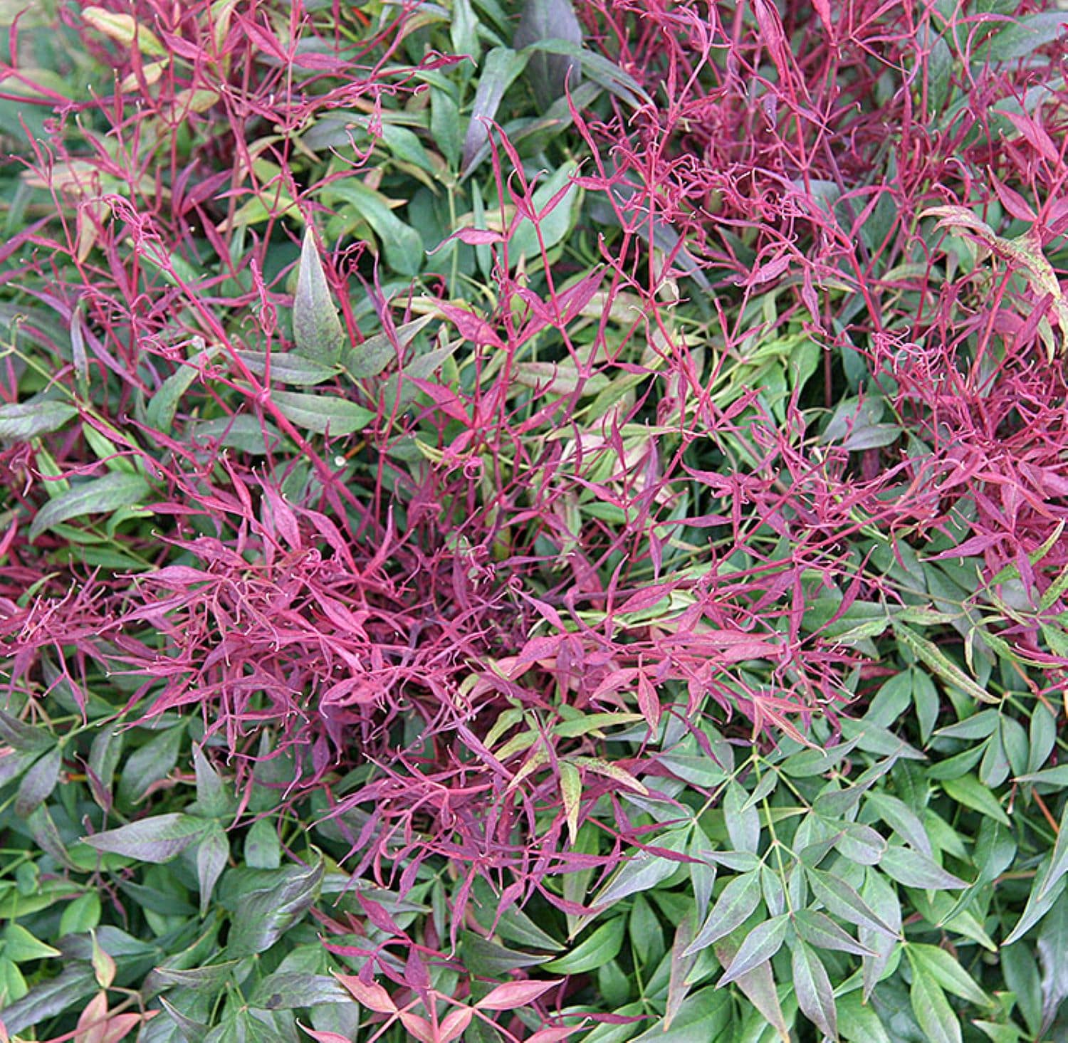  O560001 shrubs - View #3
