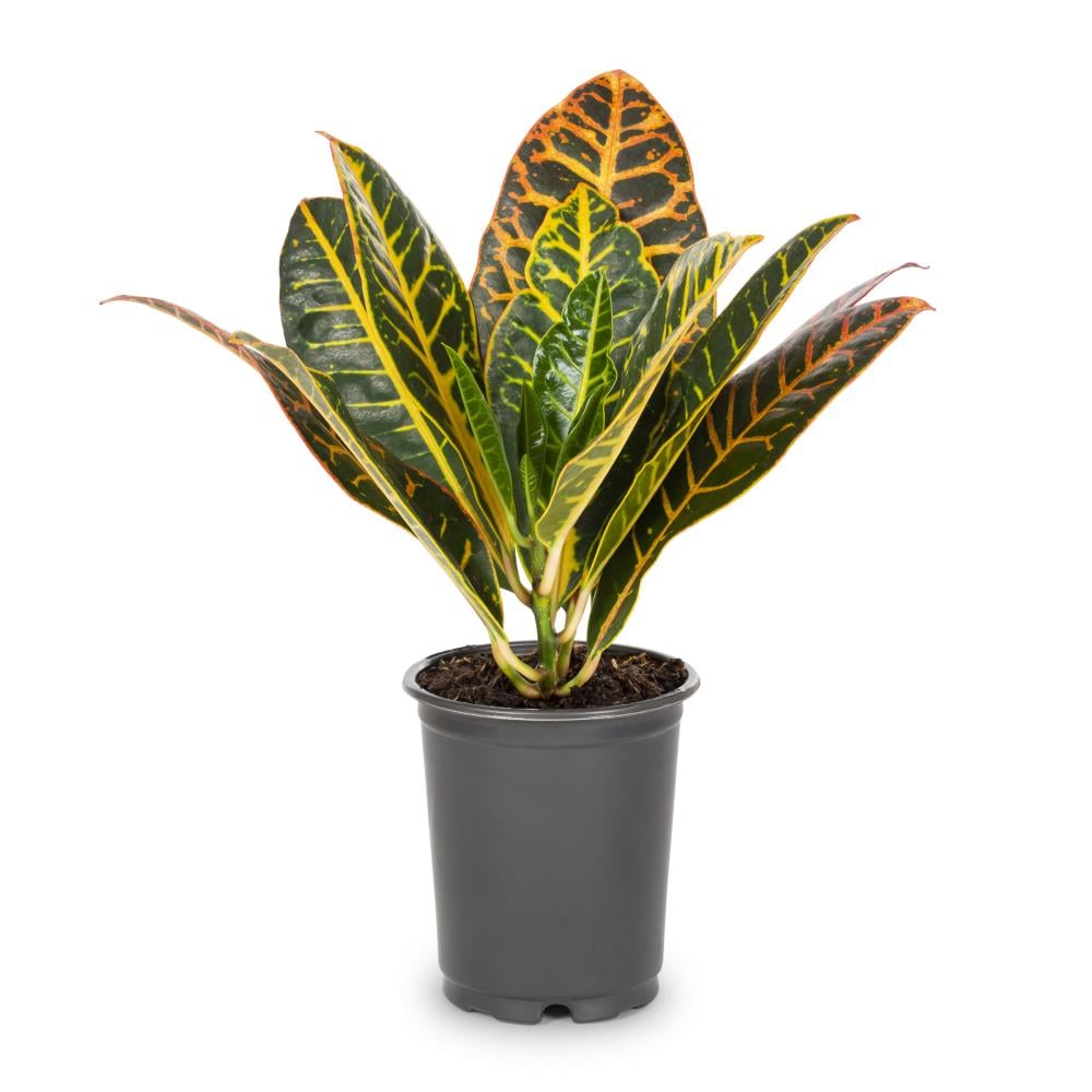 1 4 Quart Croton In Pot L20932hp In The Tropical Plants Department At Lowes Com