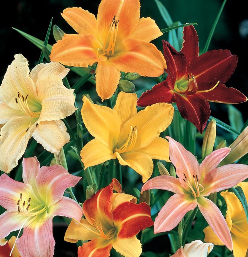 Lowe's NURSERY Multicolor Daylily Plant in 1.94-Gallon (s) Pot