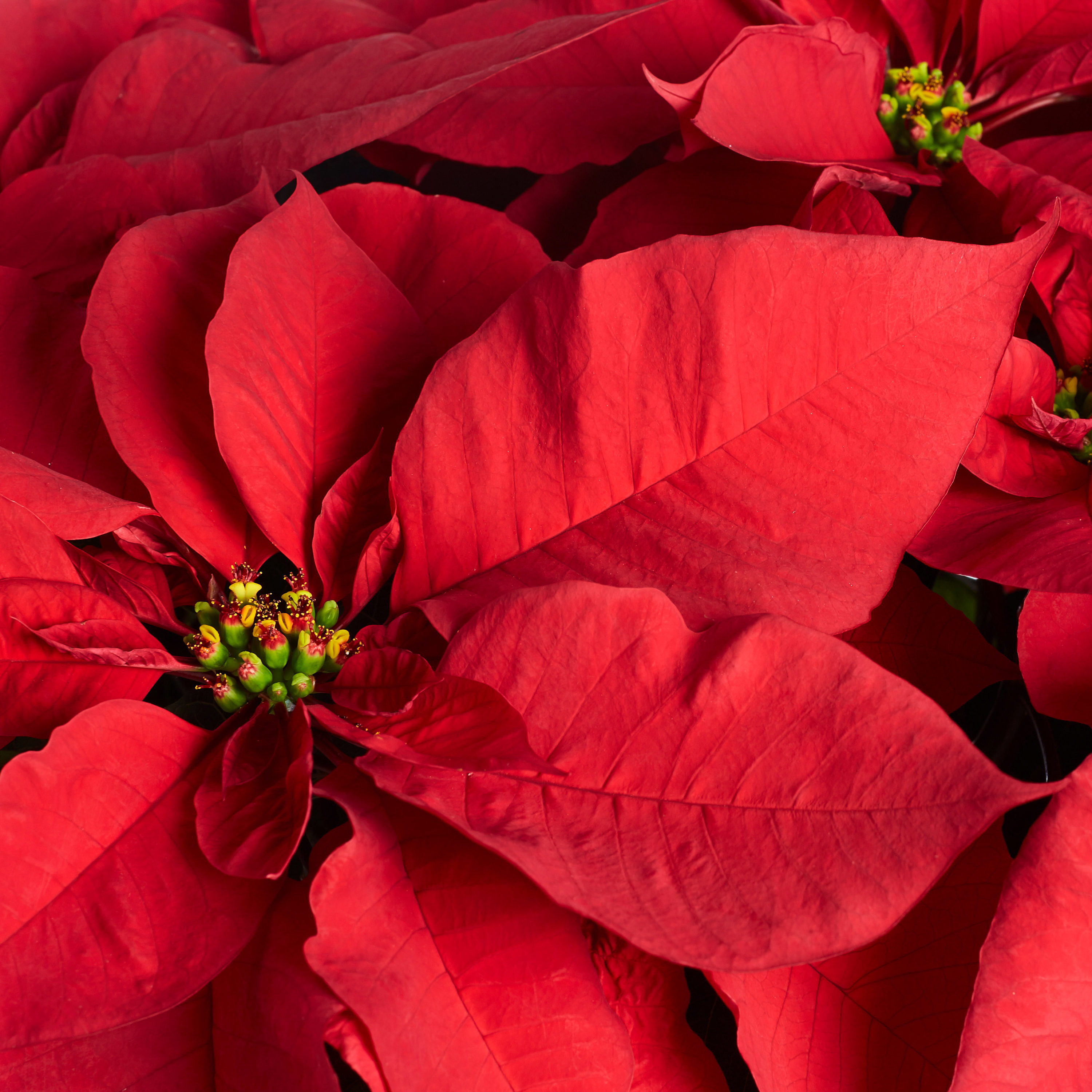 Metrolina Greenhouses 1.68-Gallon Fresh Christmas Potted Poinsettia ...