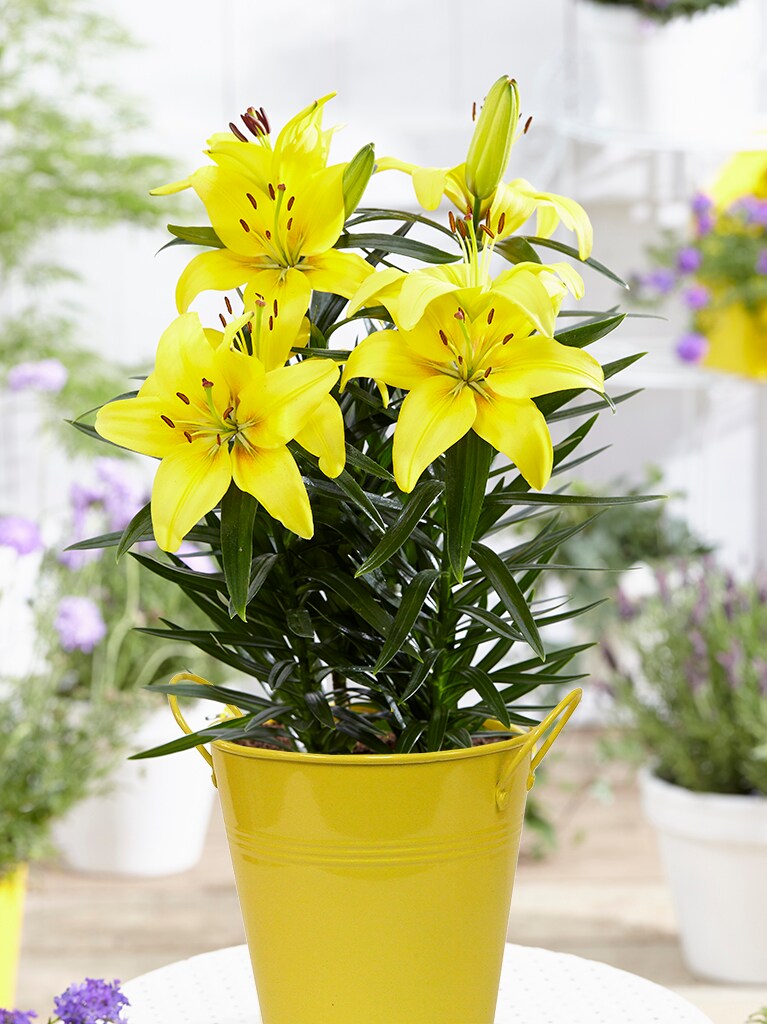 Van Zyverden 832361 Plant-Bulbs - View #3