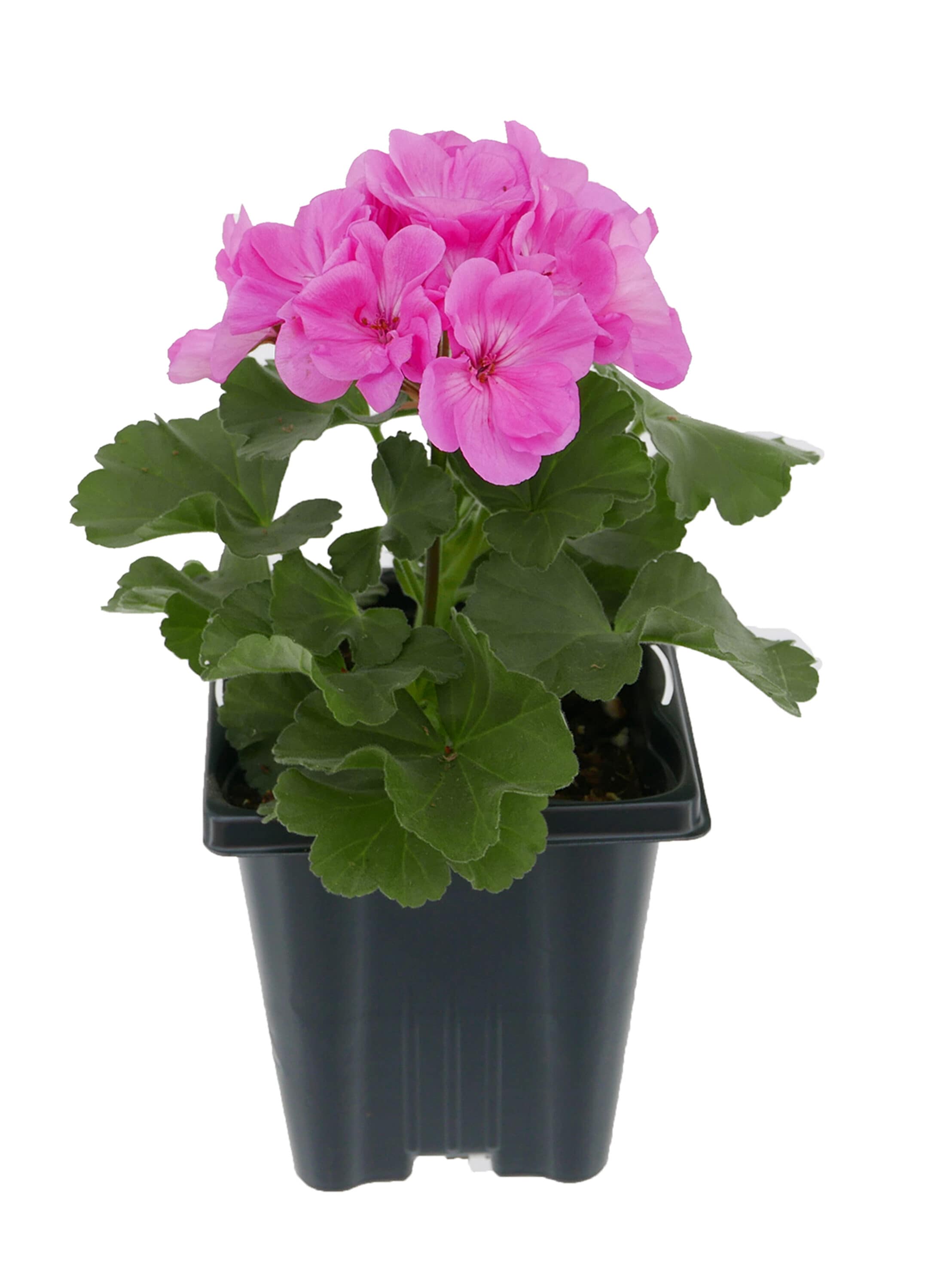 Pink Zonal Geranium Plant in 1-Quart Pot 2-Pack at Lowes.com