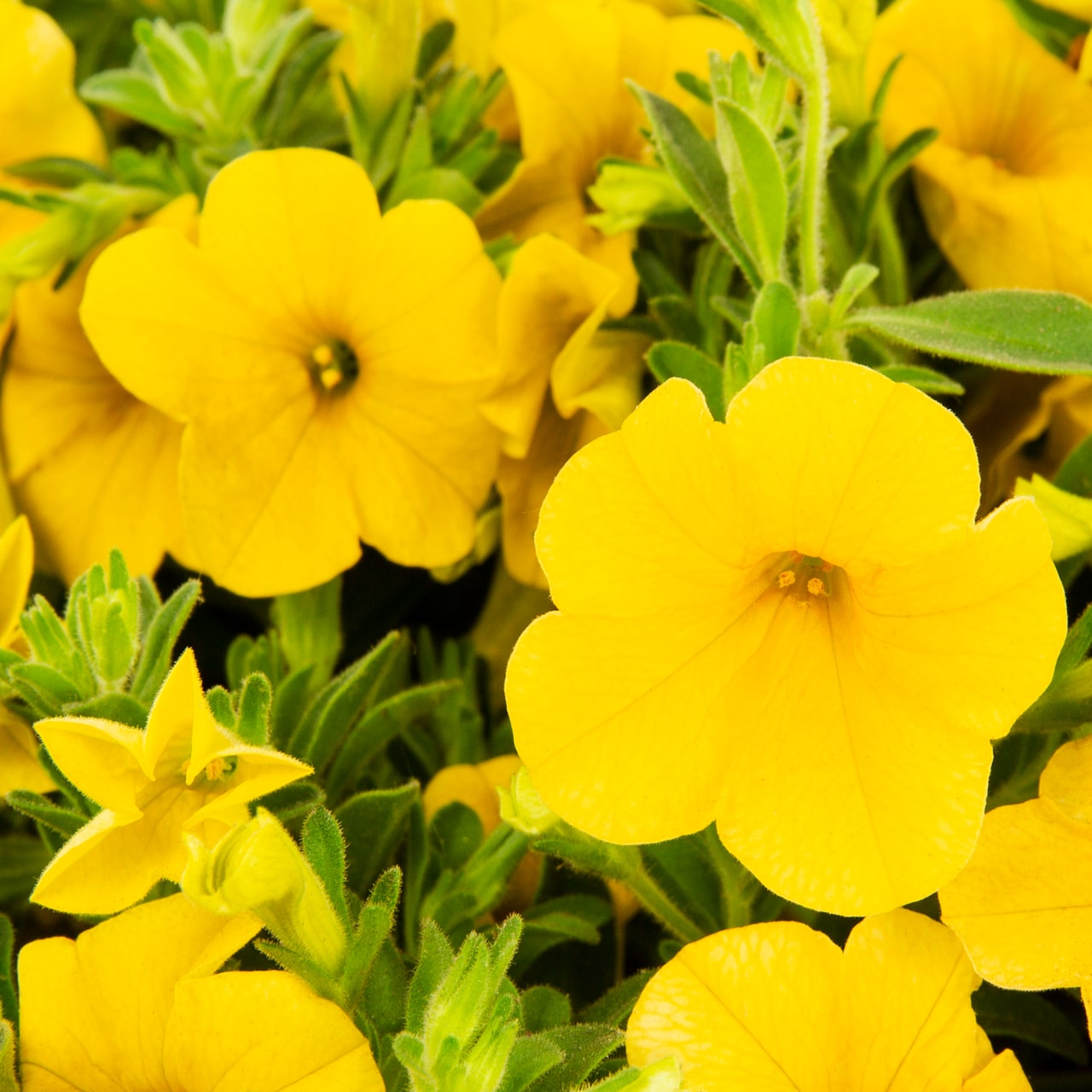 Monrovia Yellow Calibrachoa in 1-Quart Pot 5-Pack in the Annuals ...