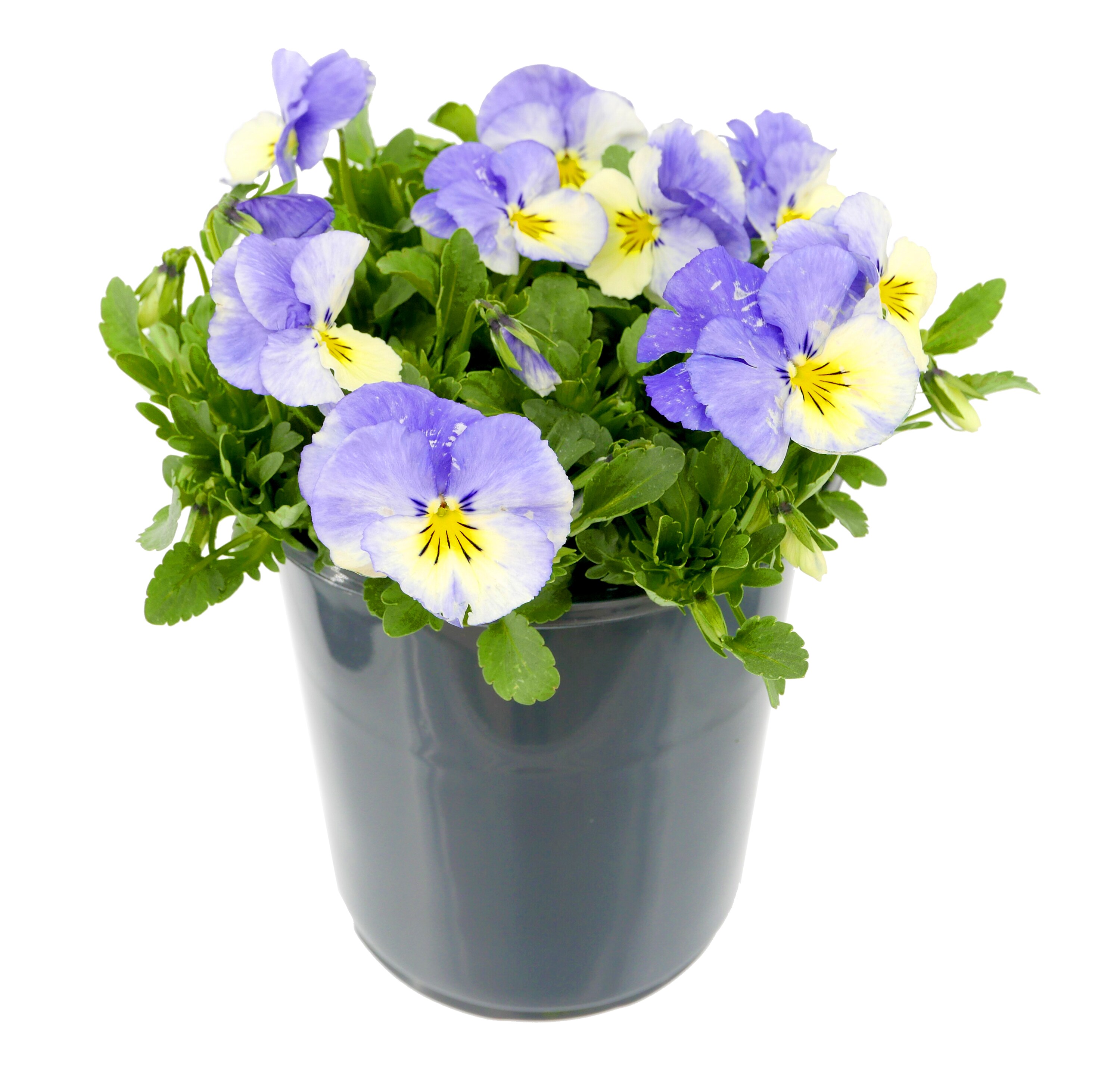  2773 perennials - View #8