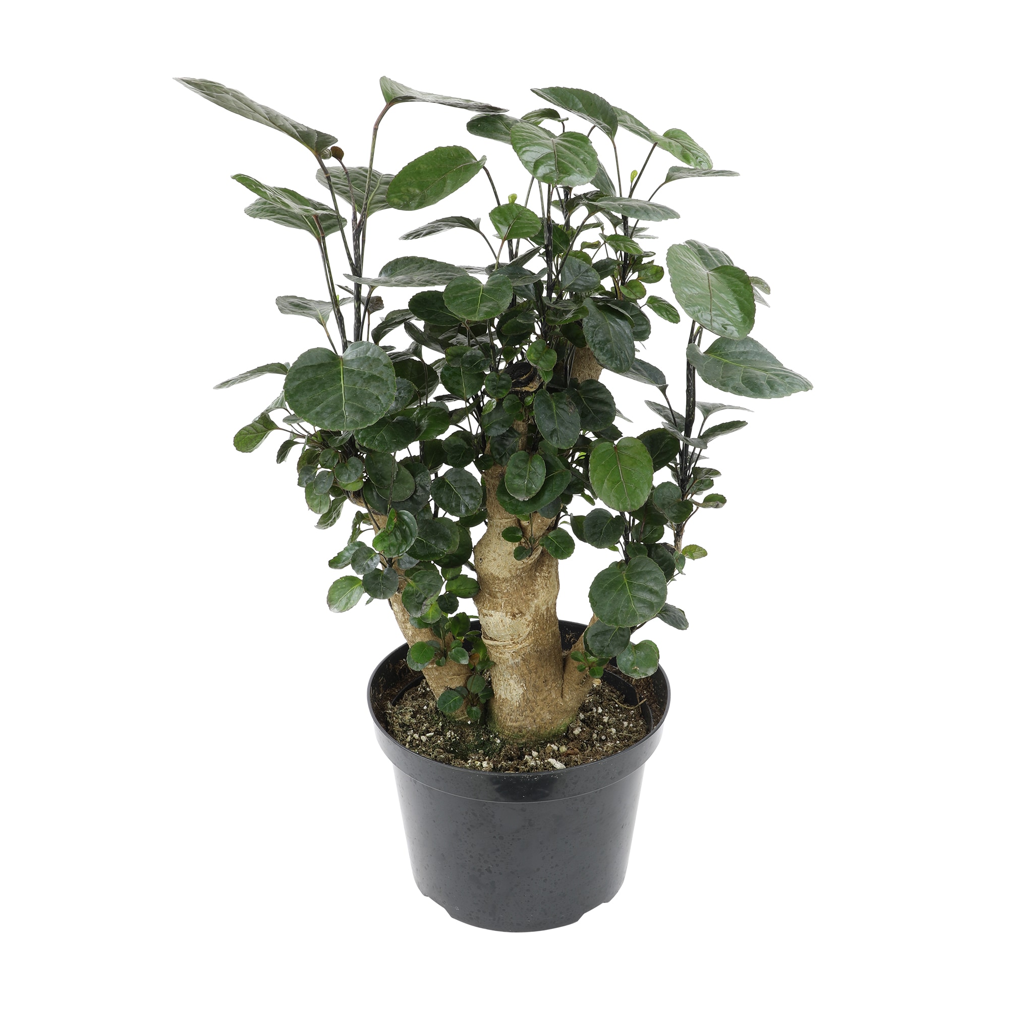 Altman Plants 0872989 Aralia Fabian Stump House plant in 8 Inch(es) Planter 1.0 -Pack