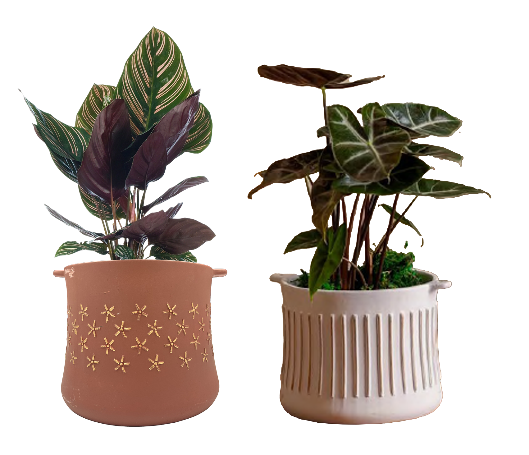 LiveTrends ASB07123 NOUVEAU House plant in 36 Ounce(s) Pot 1 -Pack