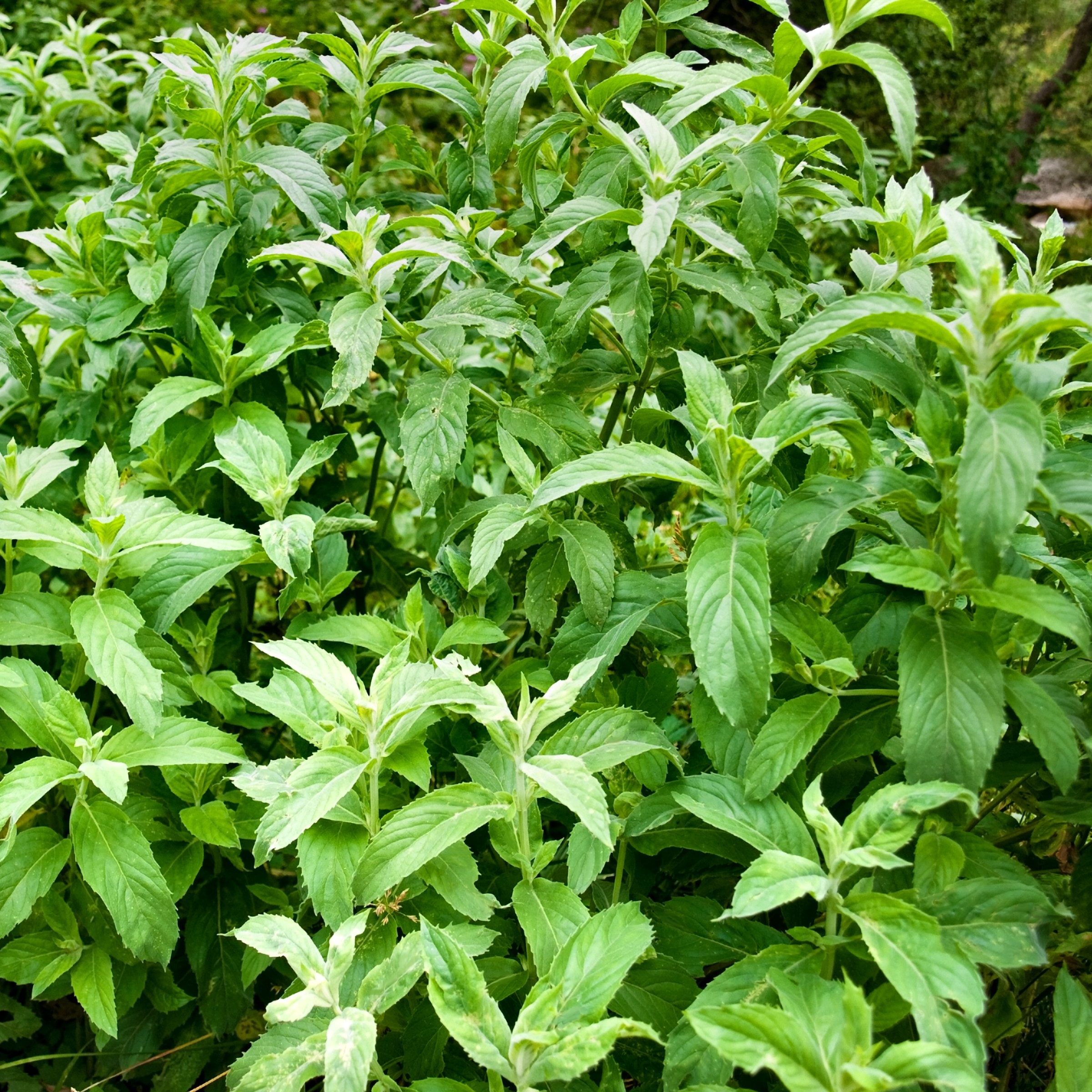 National Plant Network LW2274 Herb-Plants - View #2
