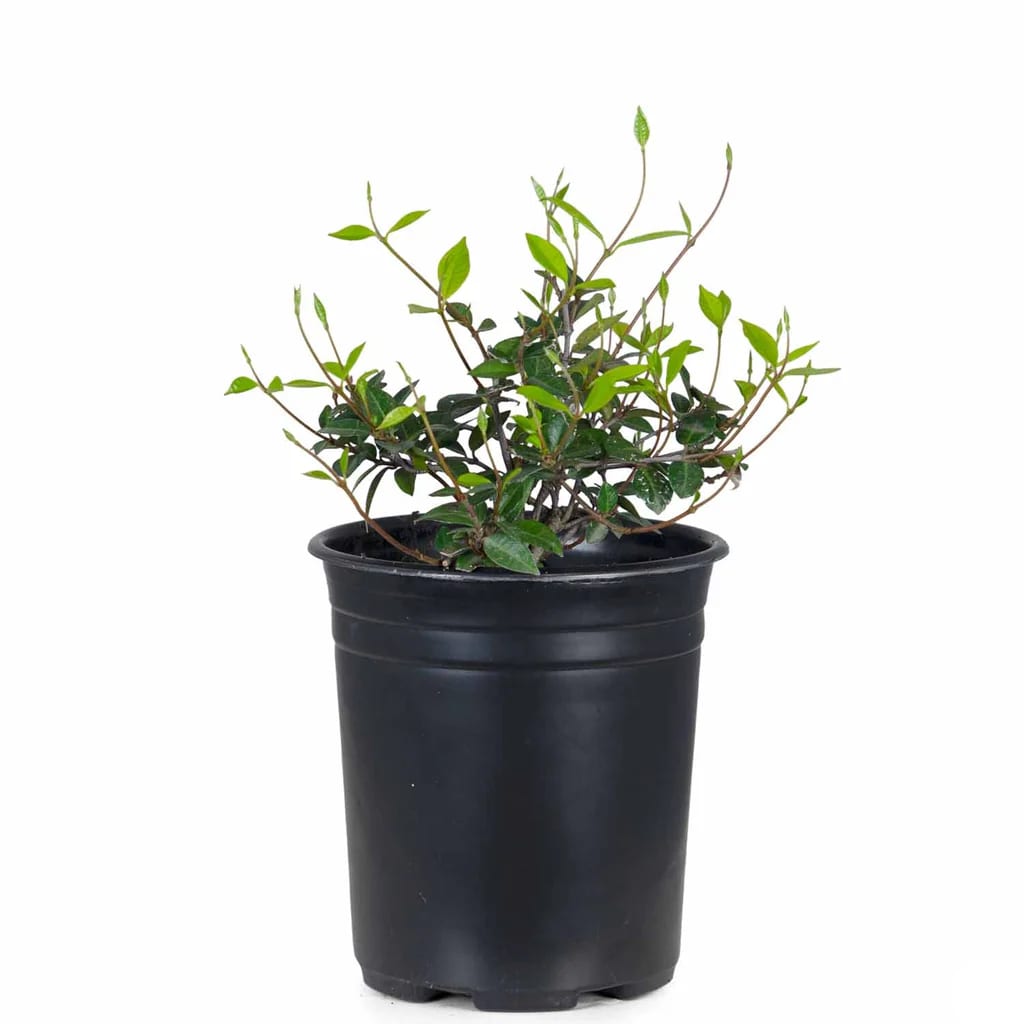 Lowe's 418061 Yellow Asian Jasmine Plant in 1 -Pint Pot 1 -Pack
