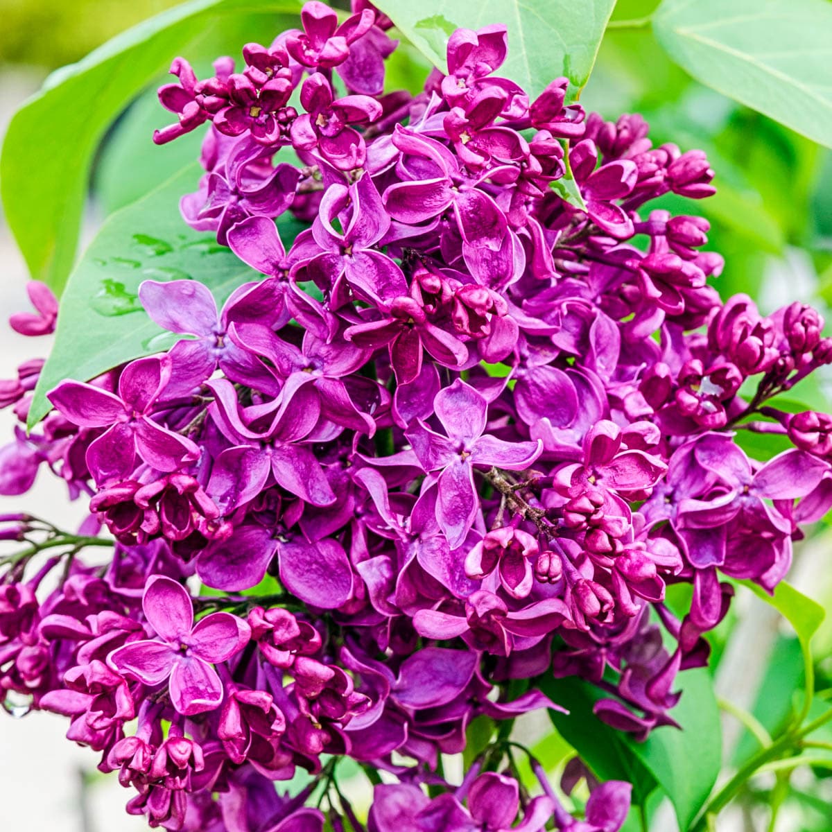 Gurney's Seed and Nursery 89025 Flowering French Hybrid Dormant Flowering Shrub in 1 -Pack Bare root with Purple Blooms
