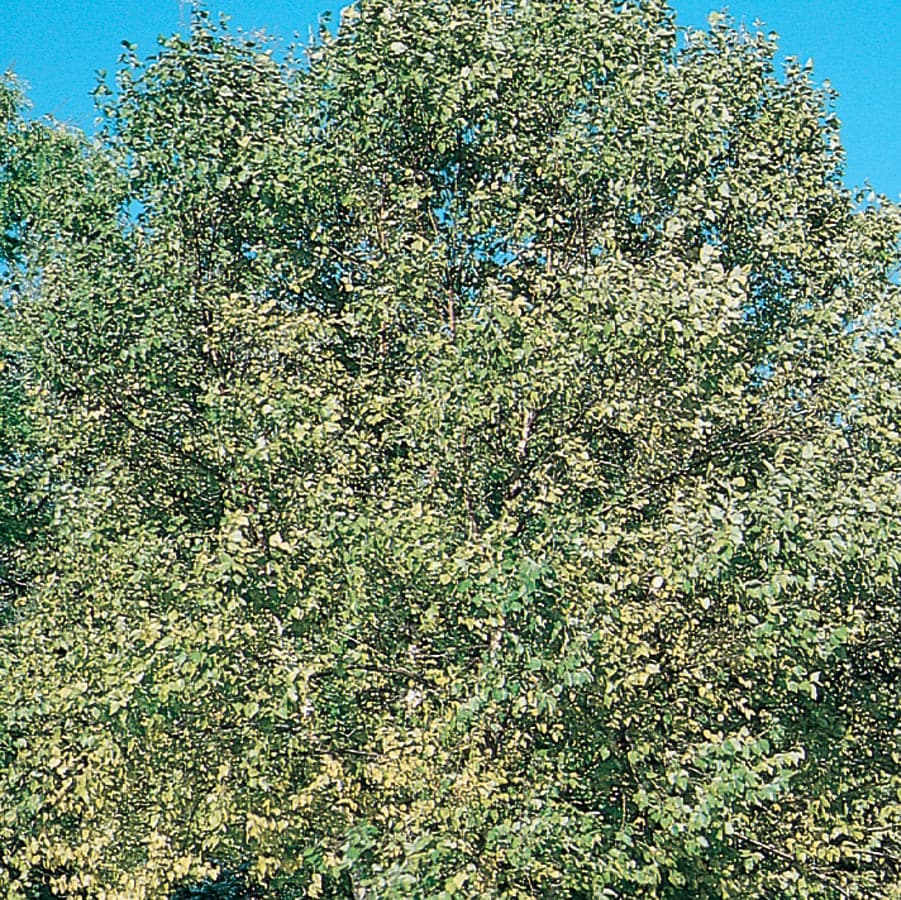 Lowe's NURSERY 24.5-Gallons Yellow Feature Clump River Birch In Pot (With Soil)