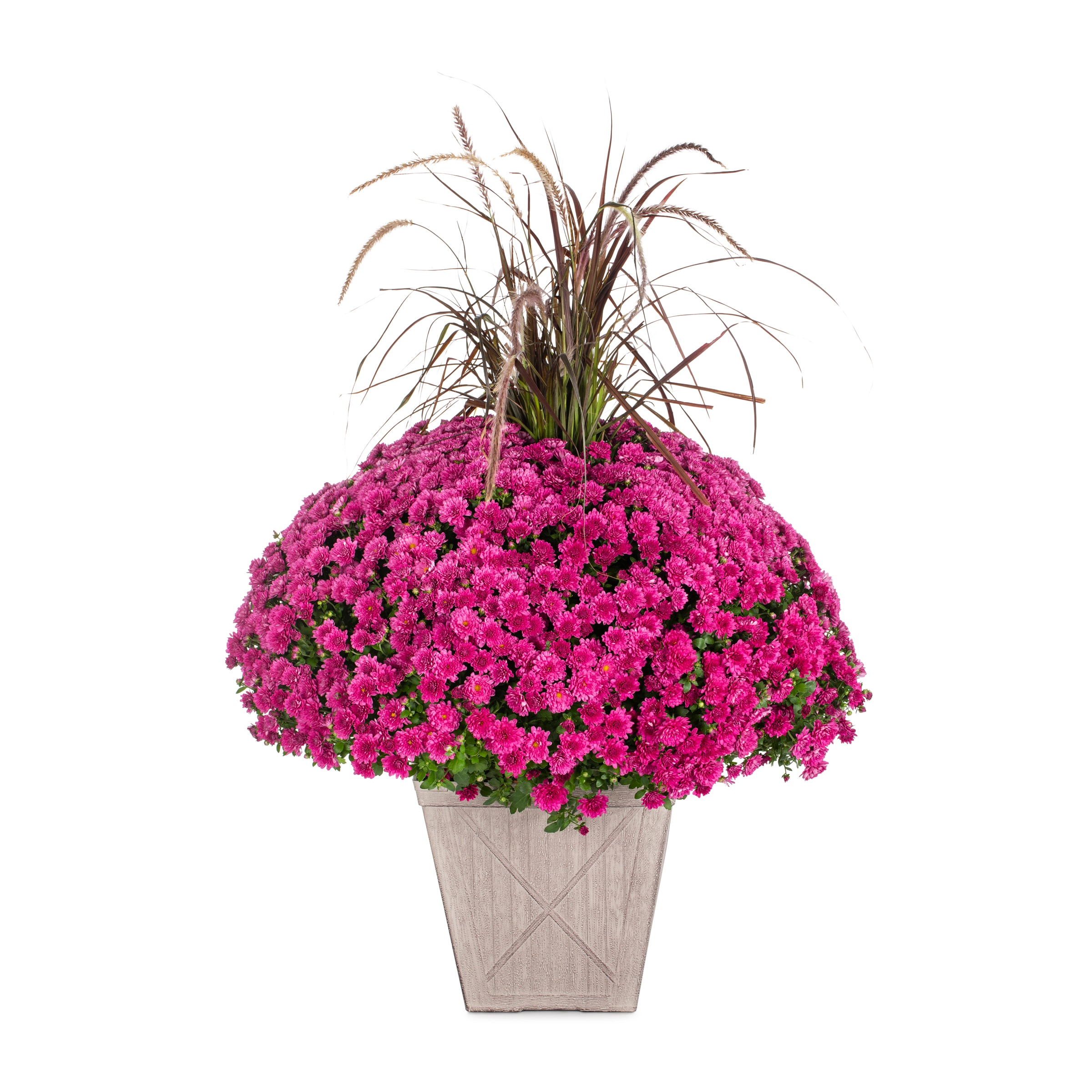 Lowe's Purple Mum in 3-Gallon Planter in the Annuals department at ...