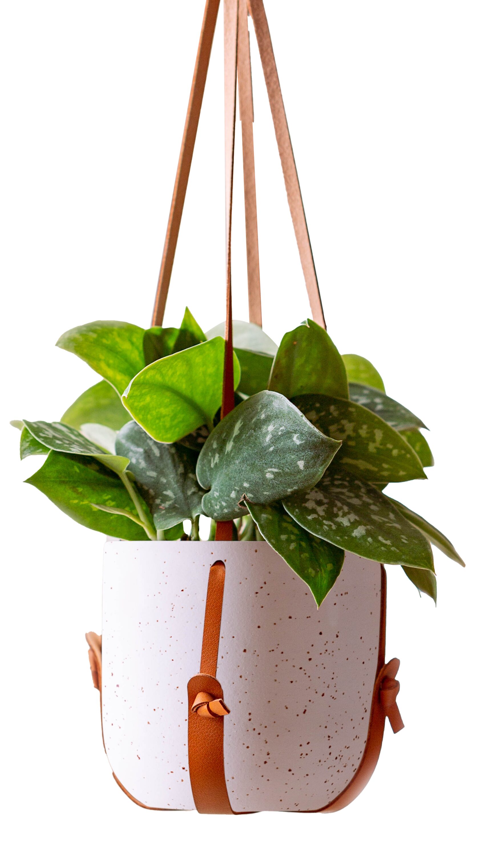 LiveTrends ASB06519 Sycamore House plant in 36 Ounce(s) Hanging basket 1.0 -Pack