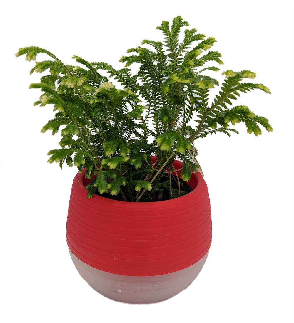 Gurney's Seed and Nursery Feature Red Leaf Japanese Maple Starter