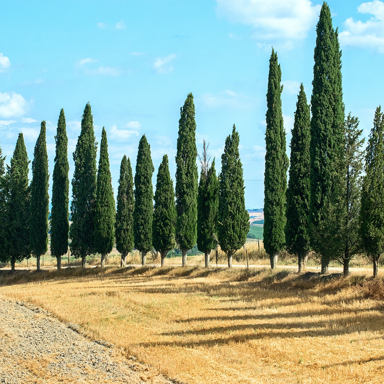 Perfect Plants LOITALIANCYPRES1-2FT trees - View #5
