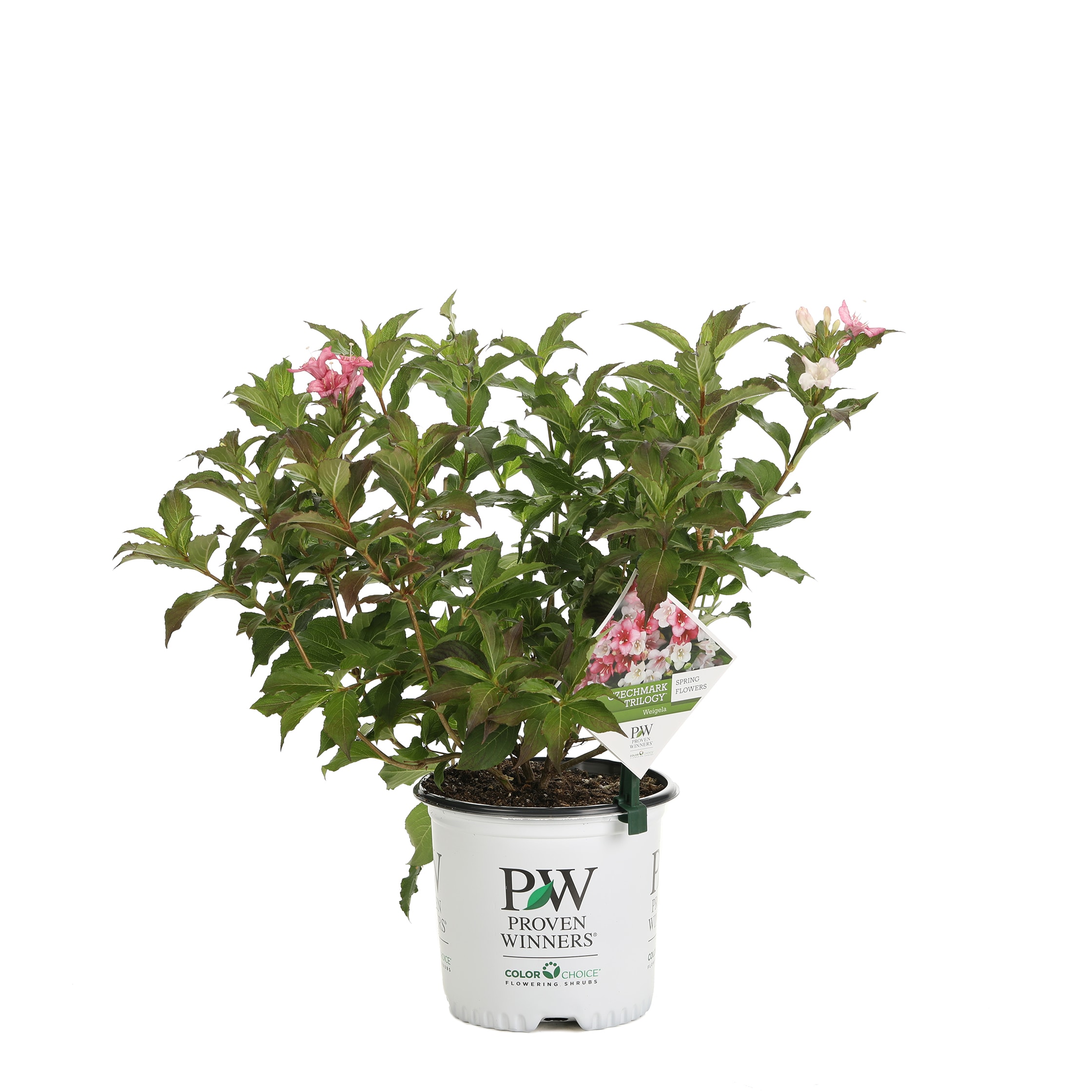 Proven Winners WEIPRC1216101 shrubs - View #2