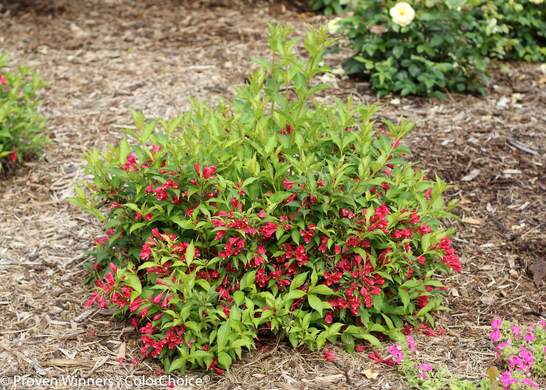 Proven Winners WEIPRC1067800 shrubs - View #3