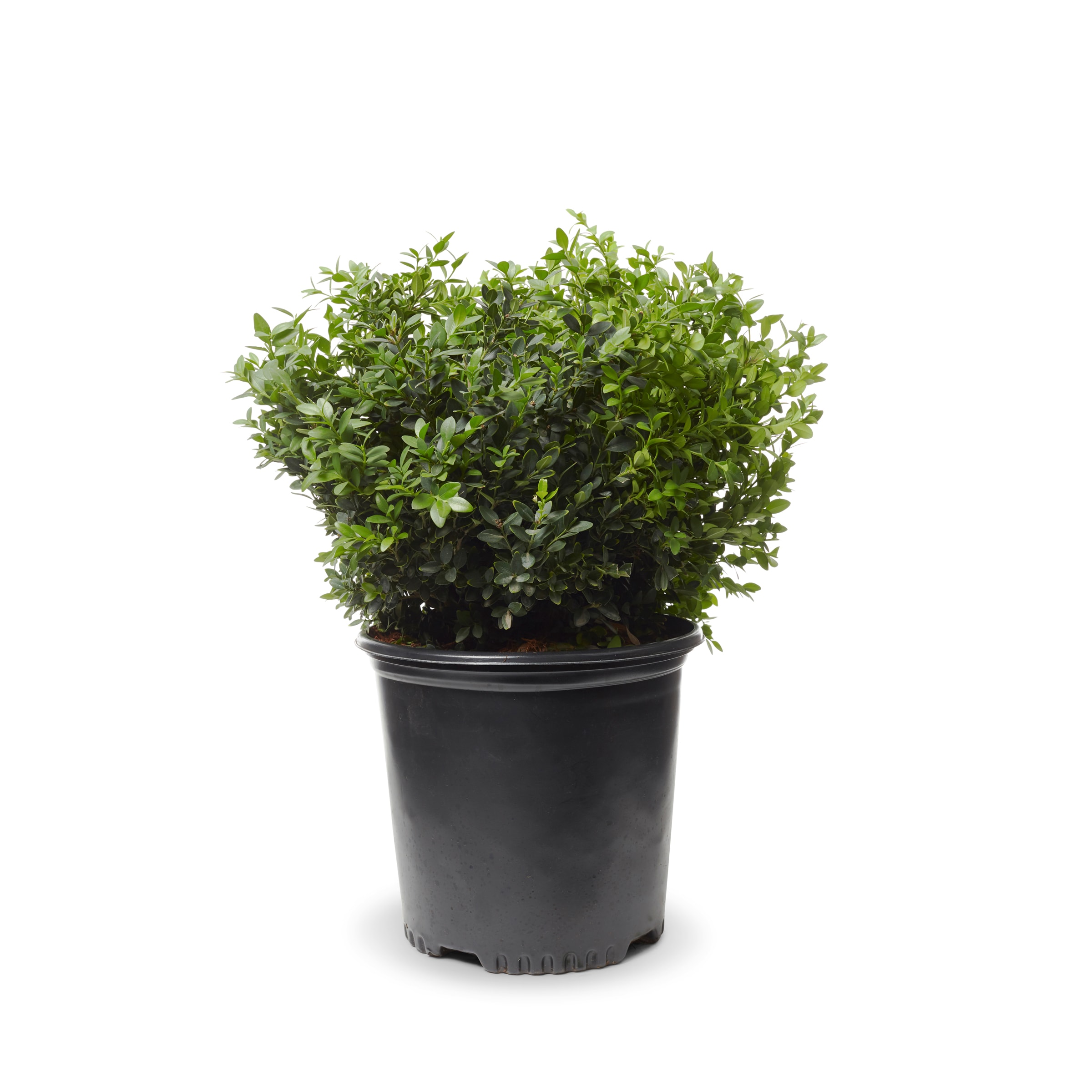 Lowe's White Green Mountain Boxwood Foundation/Hedge Shrub in 1-Gallon ...