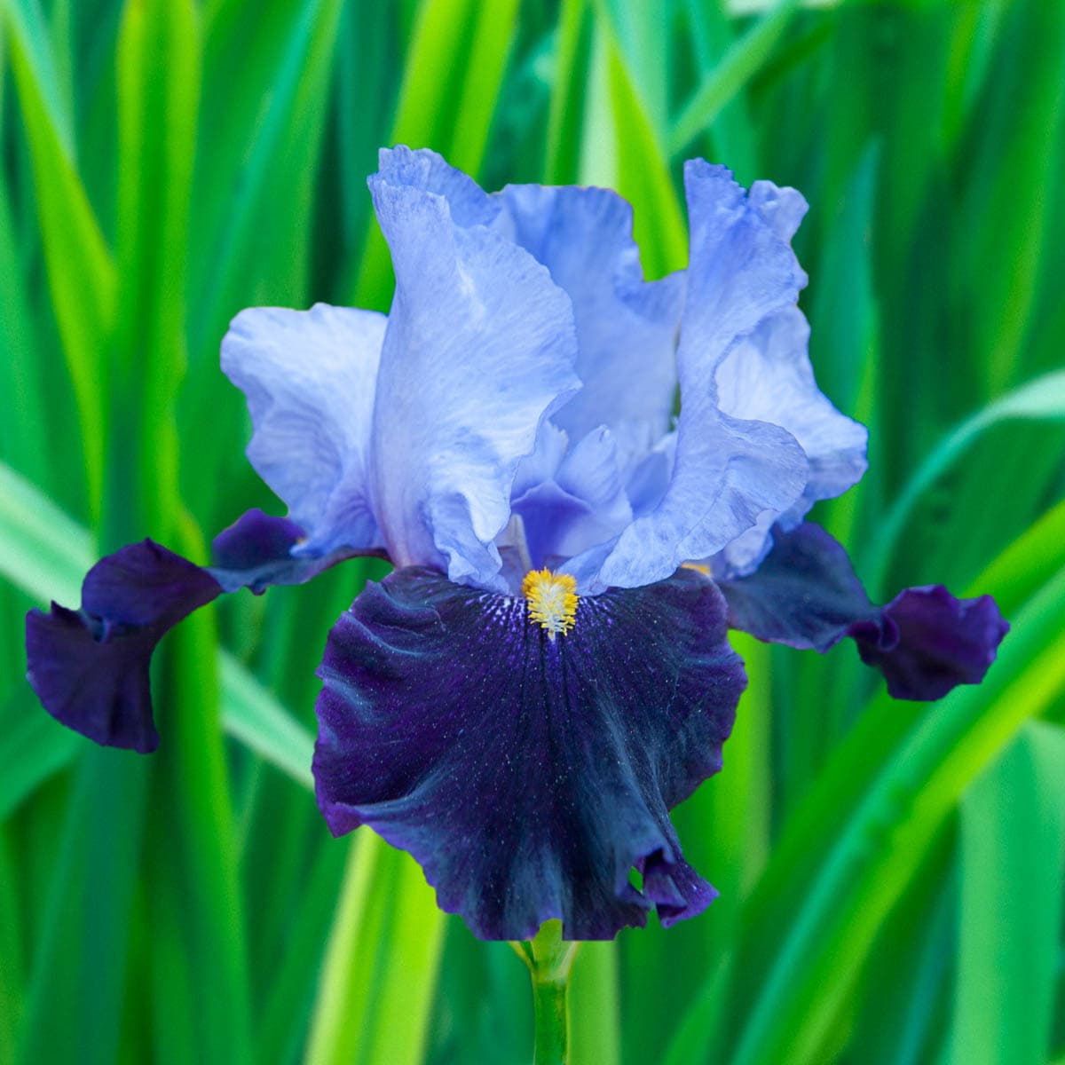 Habit Bearded Iris Perennials At 0403