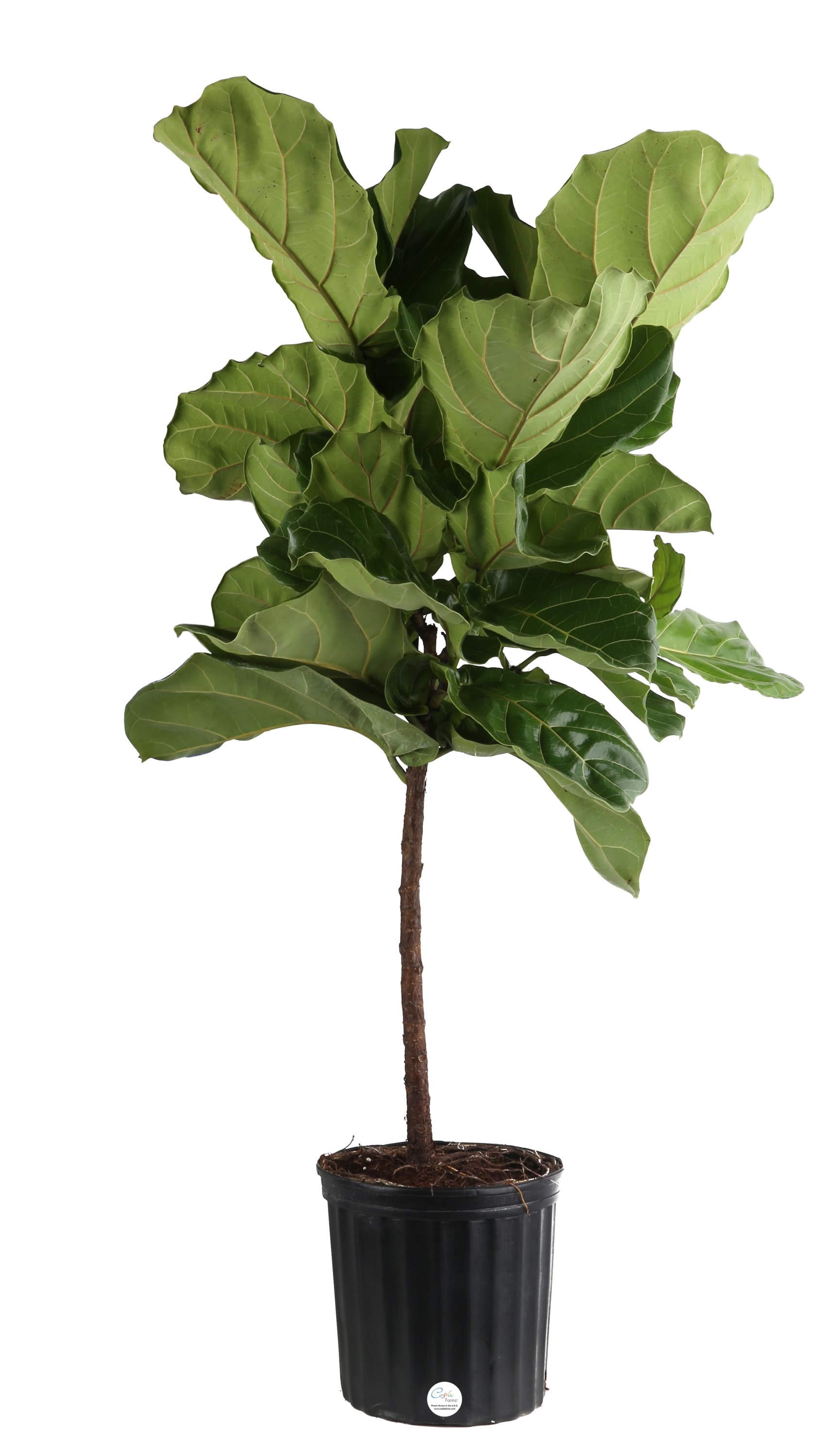 Page 6, Send Indoor And Outdoor Plants Online to Lebanon, Fresh Plants  Delivery Lebanon