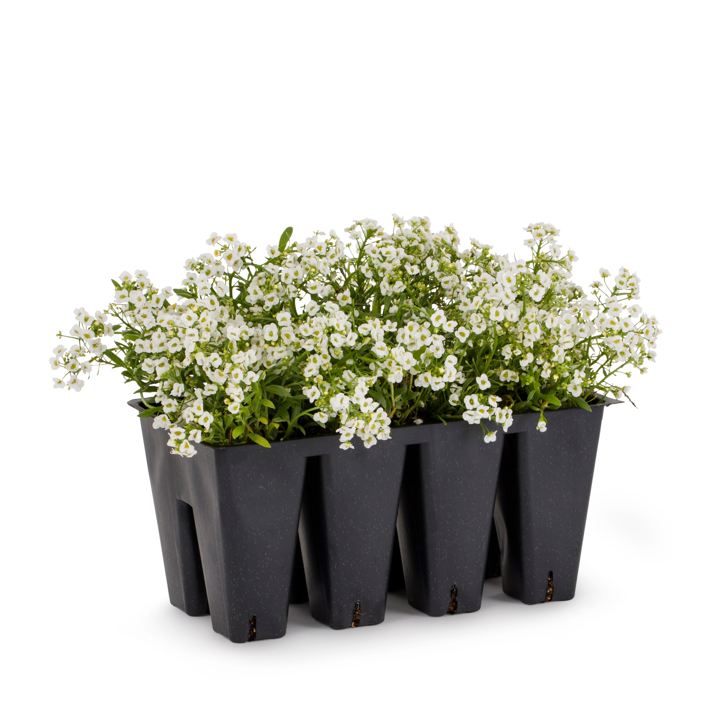 Lowe's NURSERY Multicolor Sweet alyssum, alyssum, carpet flower in 8 -Pack Tray 1 -Pack