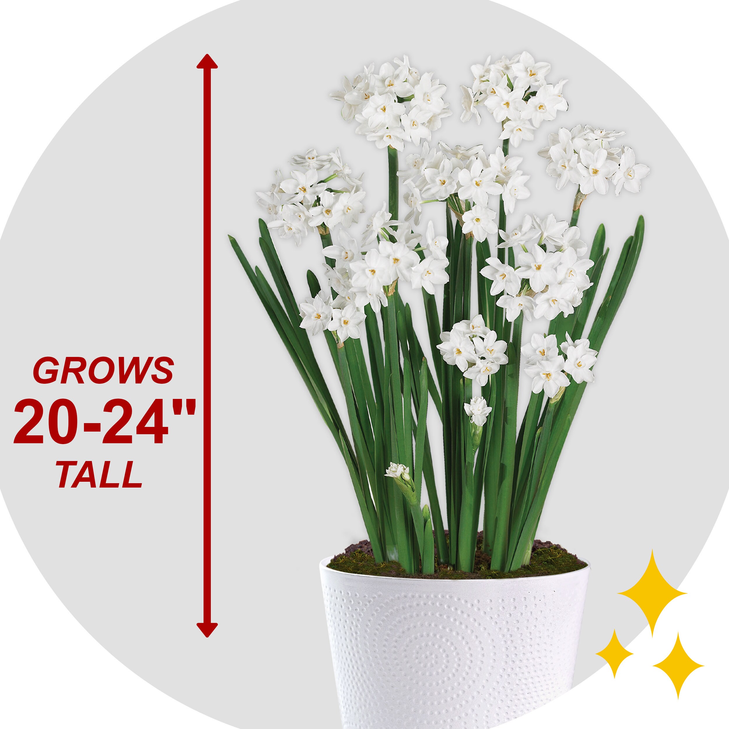 Garden State Bulb ECH-38-01-01 Plant-Bulbs - View #3
