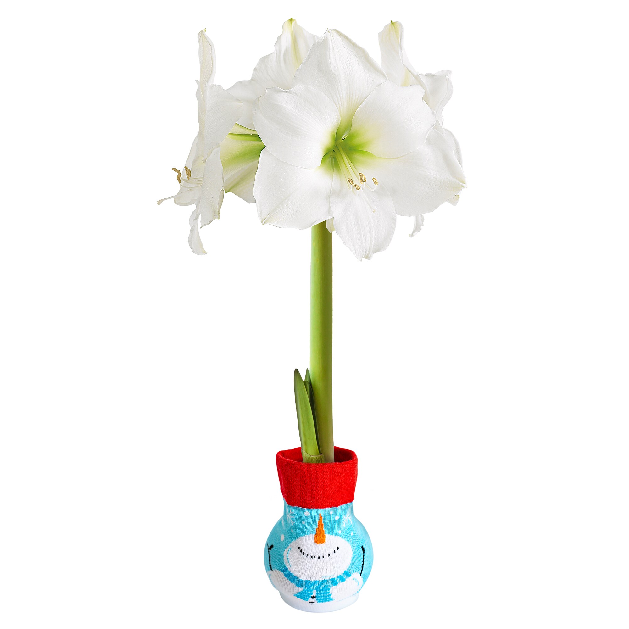 Garden State Bulb 10848 White Amaryllis Bulbs 1 Count
