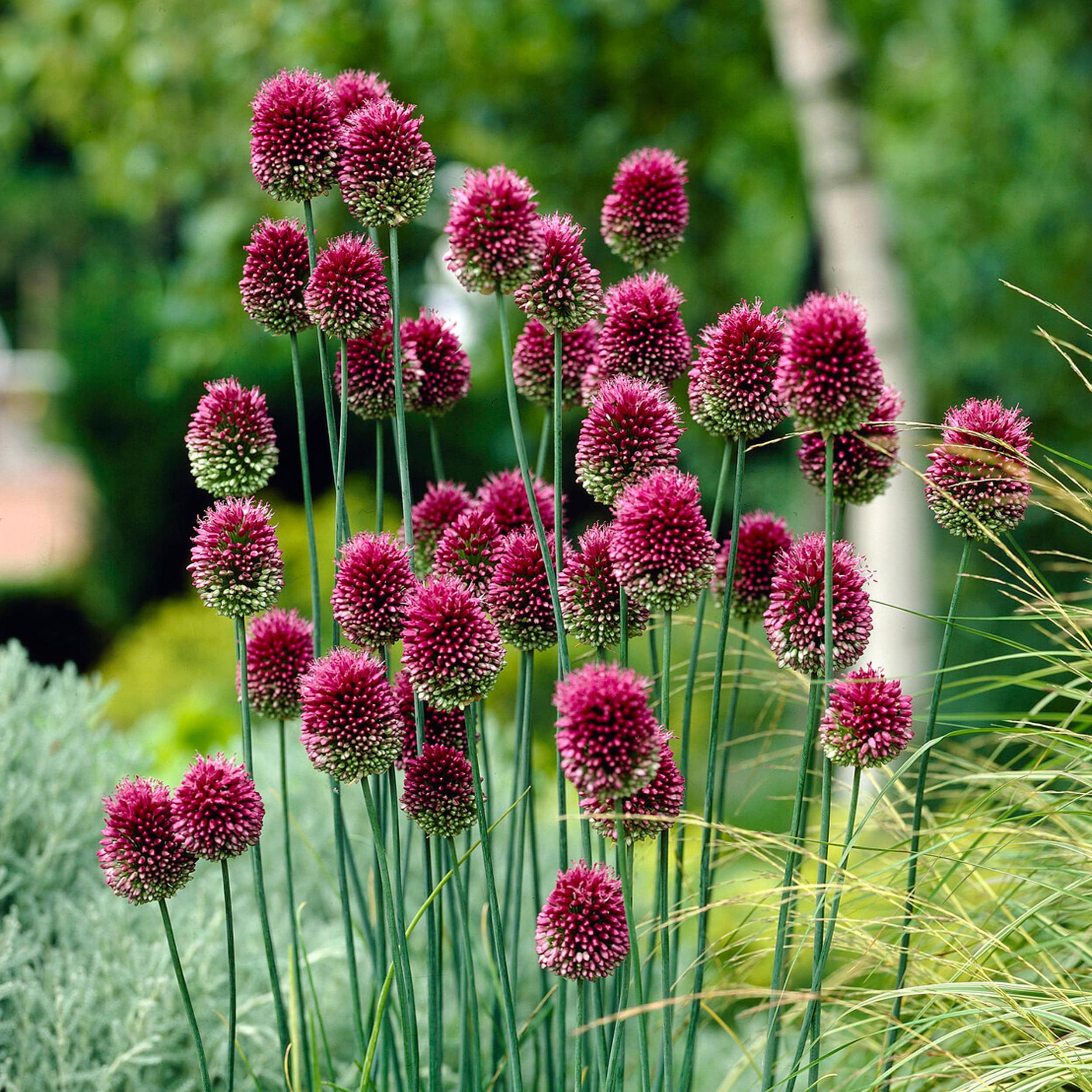 Garden State Bulb ECF-141-25-01 Purple Drumsticks Allium Bulbs 25 Count