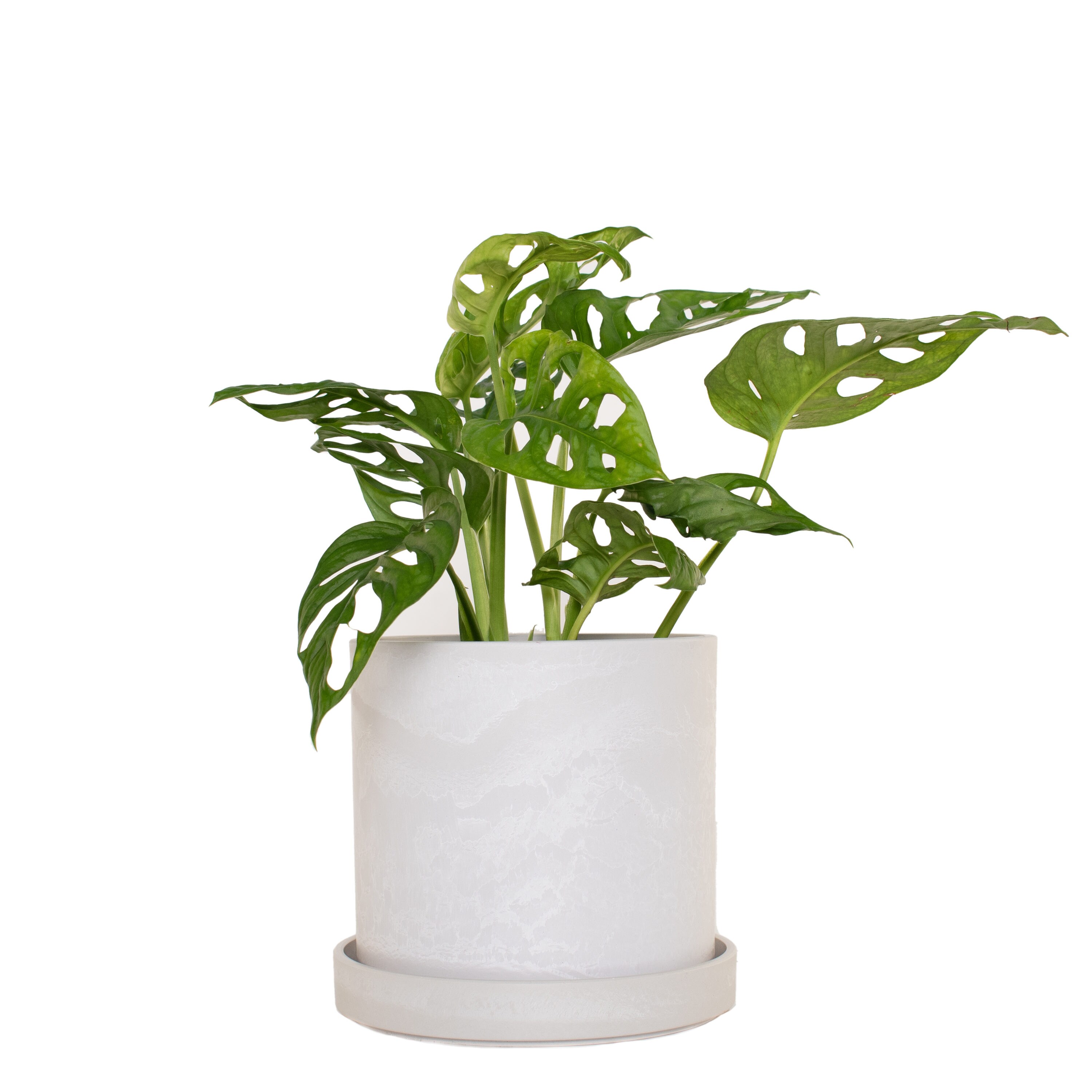 National Plant Network 7 In. Stonewash Recycled Planter w/saucer and In. Monstera Adansonii - 1 Piece in the Plants department at Lowes.com