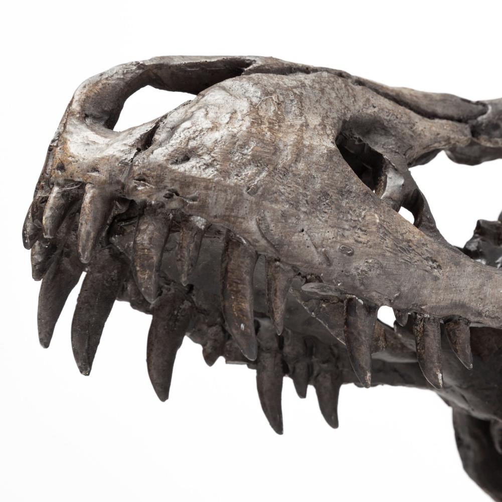 anchiceratops skull