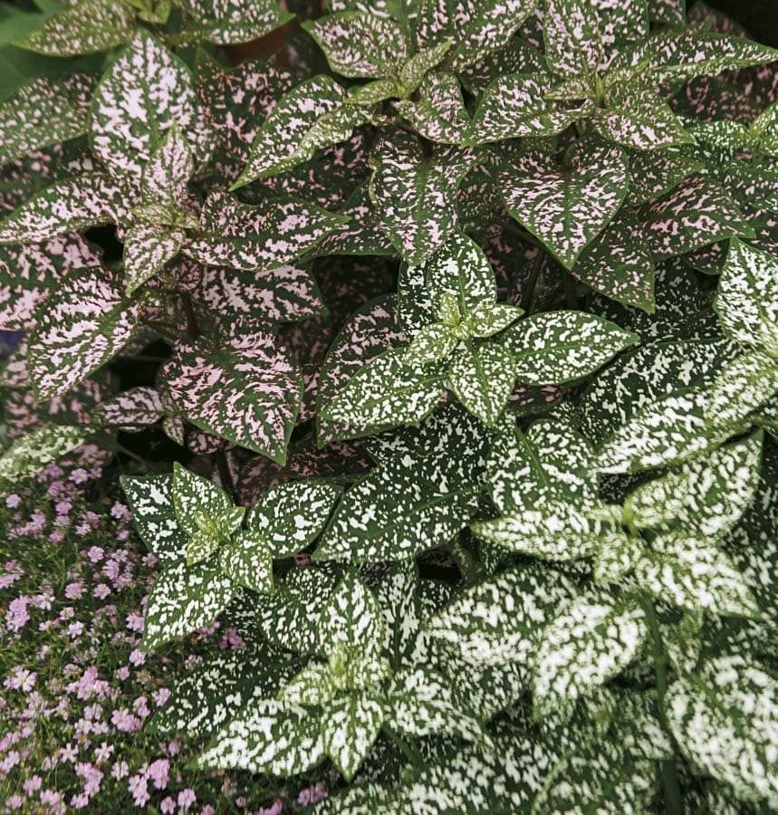 Polka Dot Mixed Plants, Bulbs & Seeds at Lowes.com