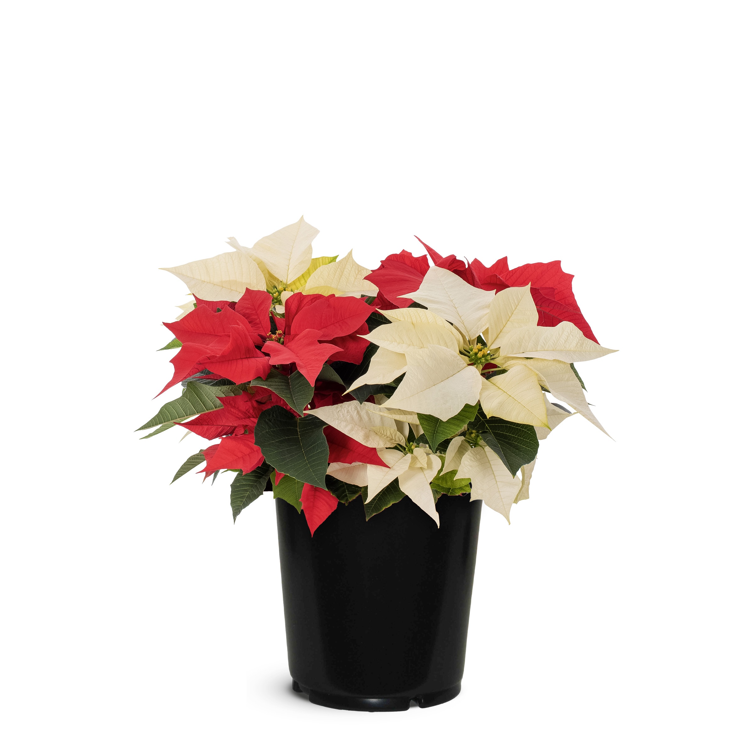 Holiday Living - 1 Gallon(s) Poinsettia Pot 1 -Pack