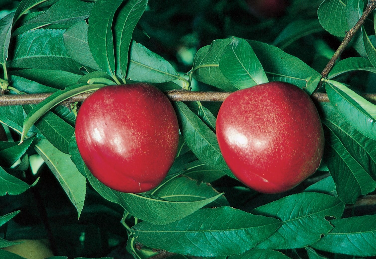 SHOP WHOLESALE NECTARINE