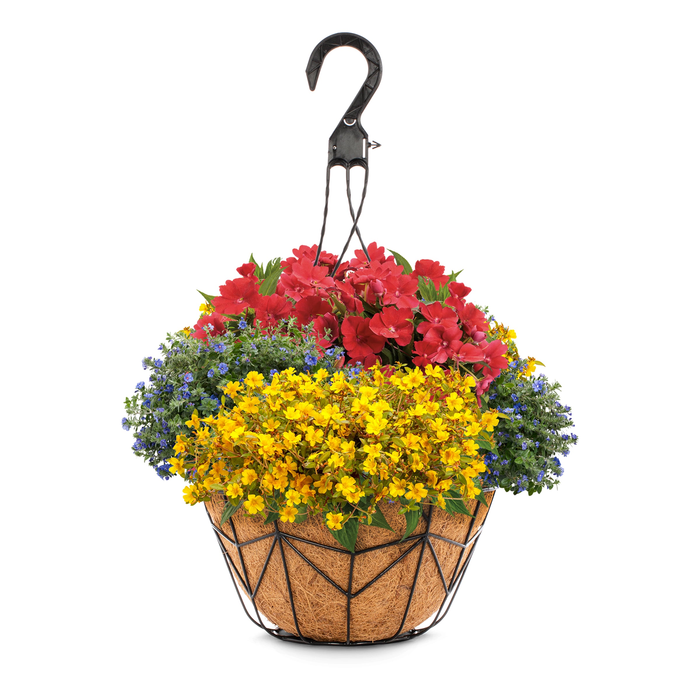 Sing Along Combo Plants, Bulbs & Seeds At Lowes.com