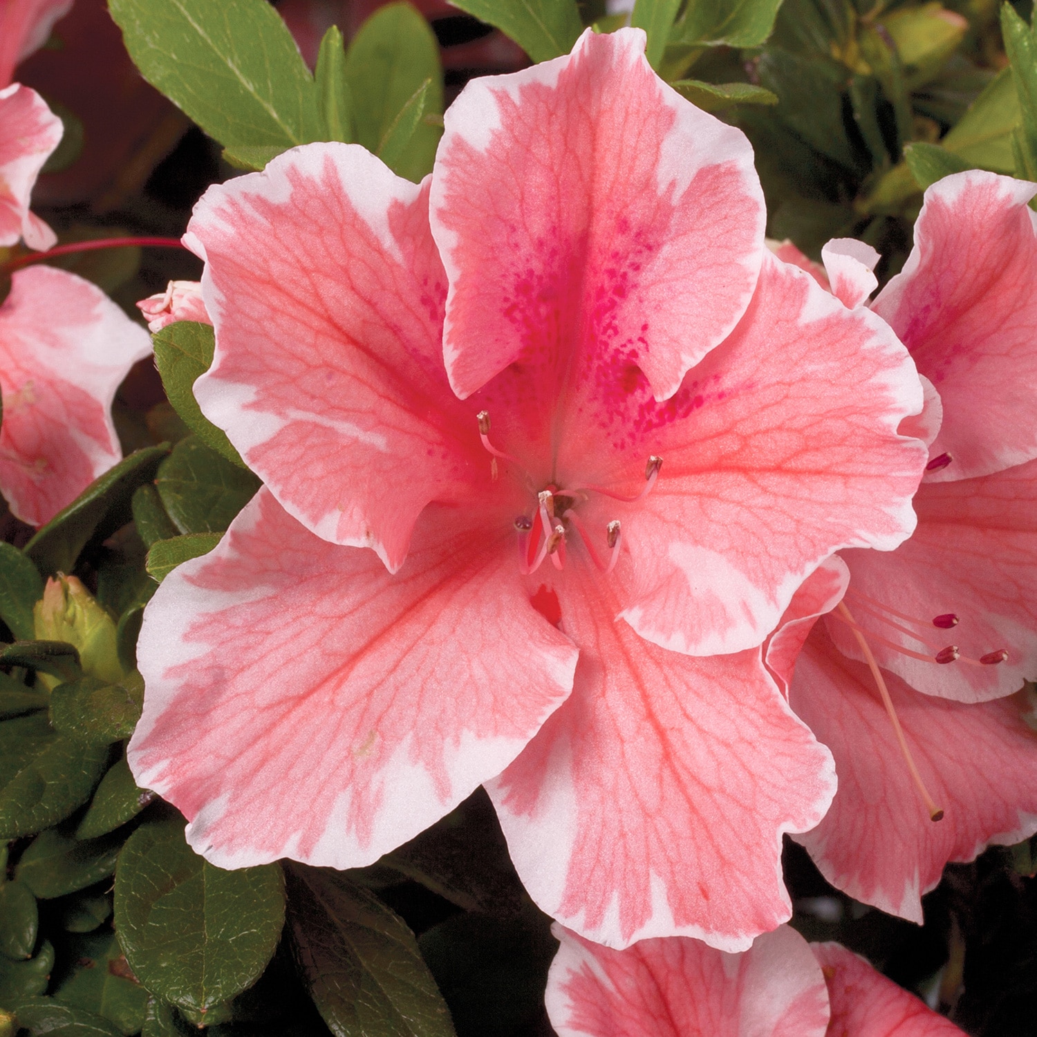 Encore Azalea 80691 Autumn Sunburst Azalea Flowering Shrub in 1 -Gallon Pot 1 -Pack with Multicolor Blooms