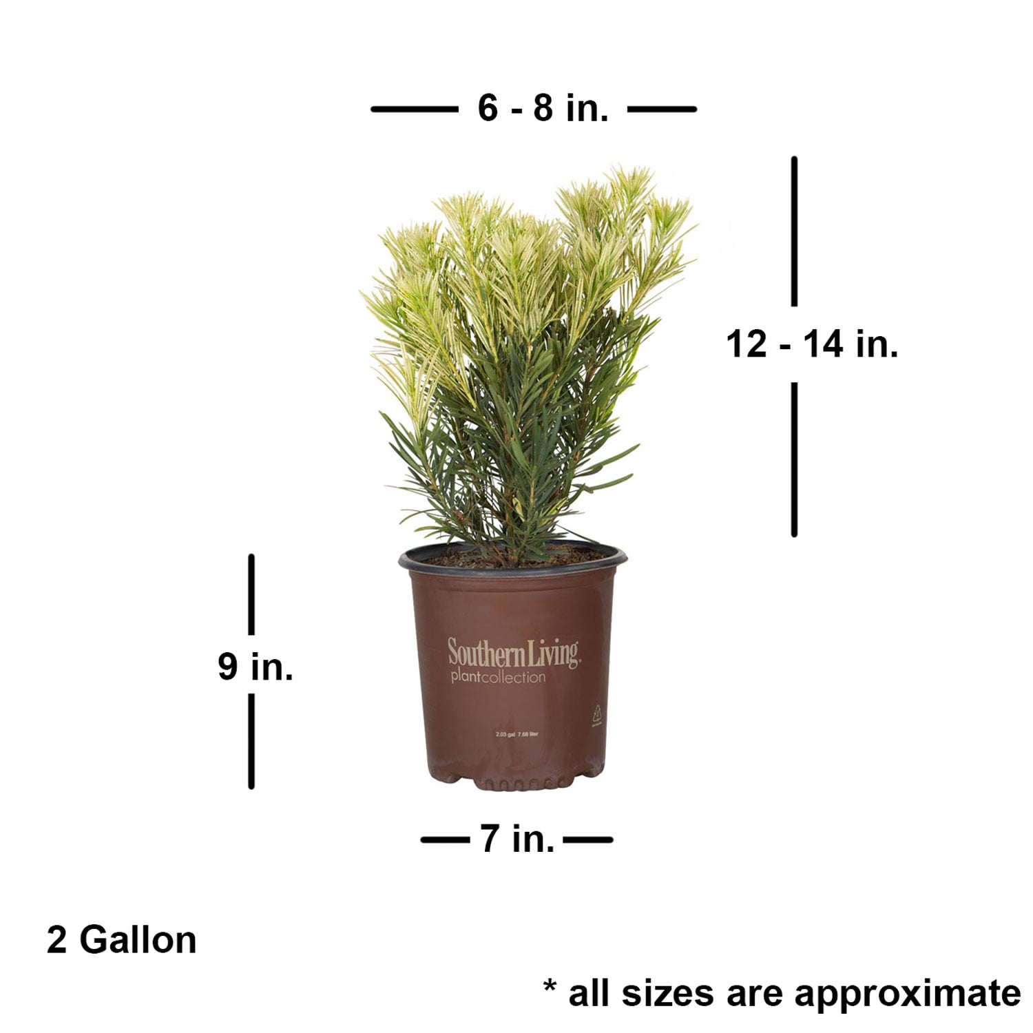 Southern Living Plant Collection 48422-1 shrubs - View #3