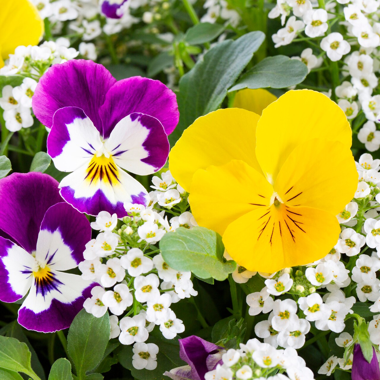 Metrolina Greenhouses 4852 annuals - View #2